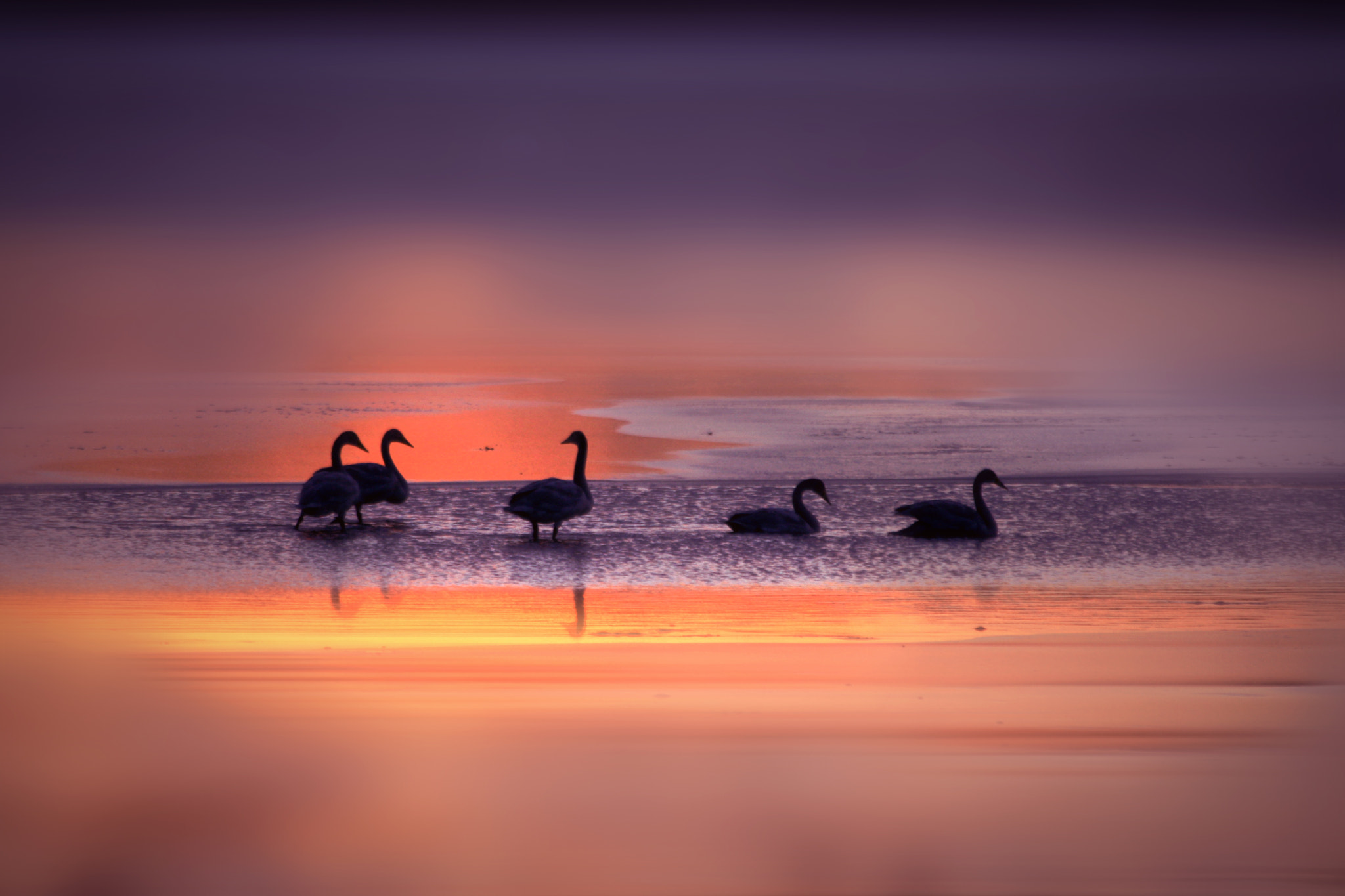 Canon EF 70-300mm F4-5.6 IS USM sample photo. Silhouettes photography