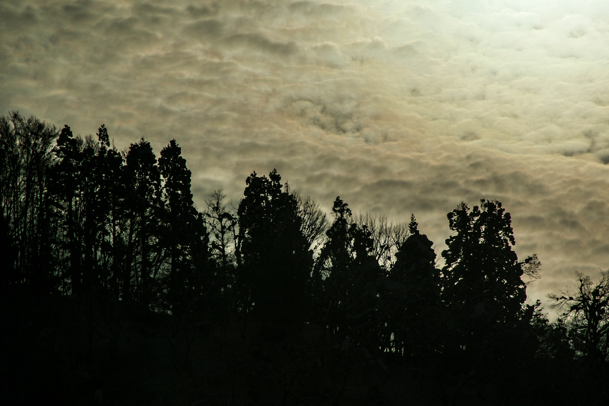 Canon EOS 5D + Tamron AF 28-300mm F3.5-6.3 XR Di VC LD Aspherical (IF) Macro sample photo. Clouds and trees photography
