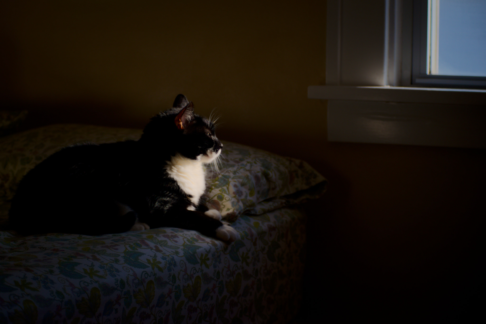 Manual Lens No CPU sample photo. Vitamin d time photography