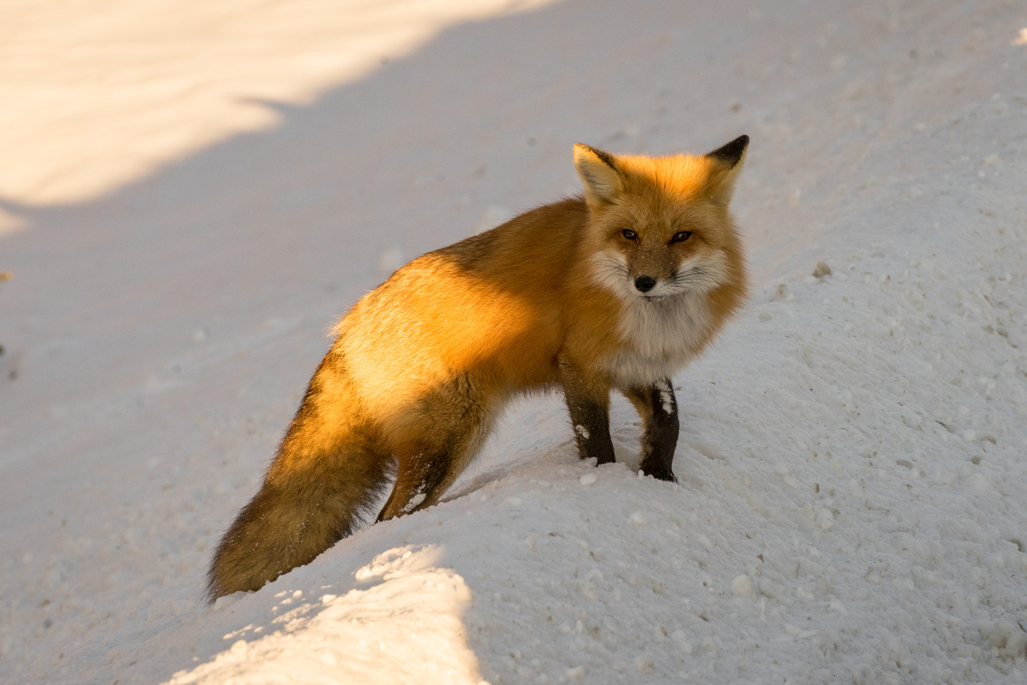 Red Fox