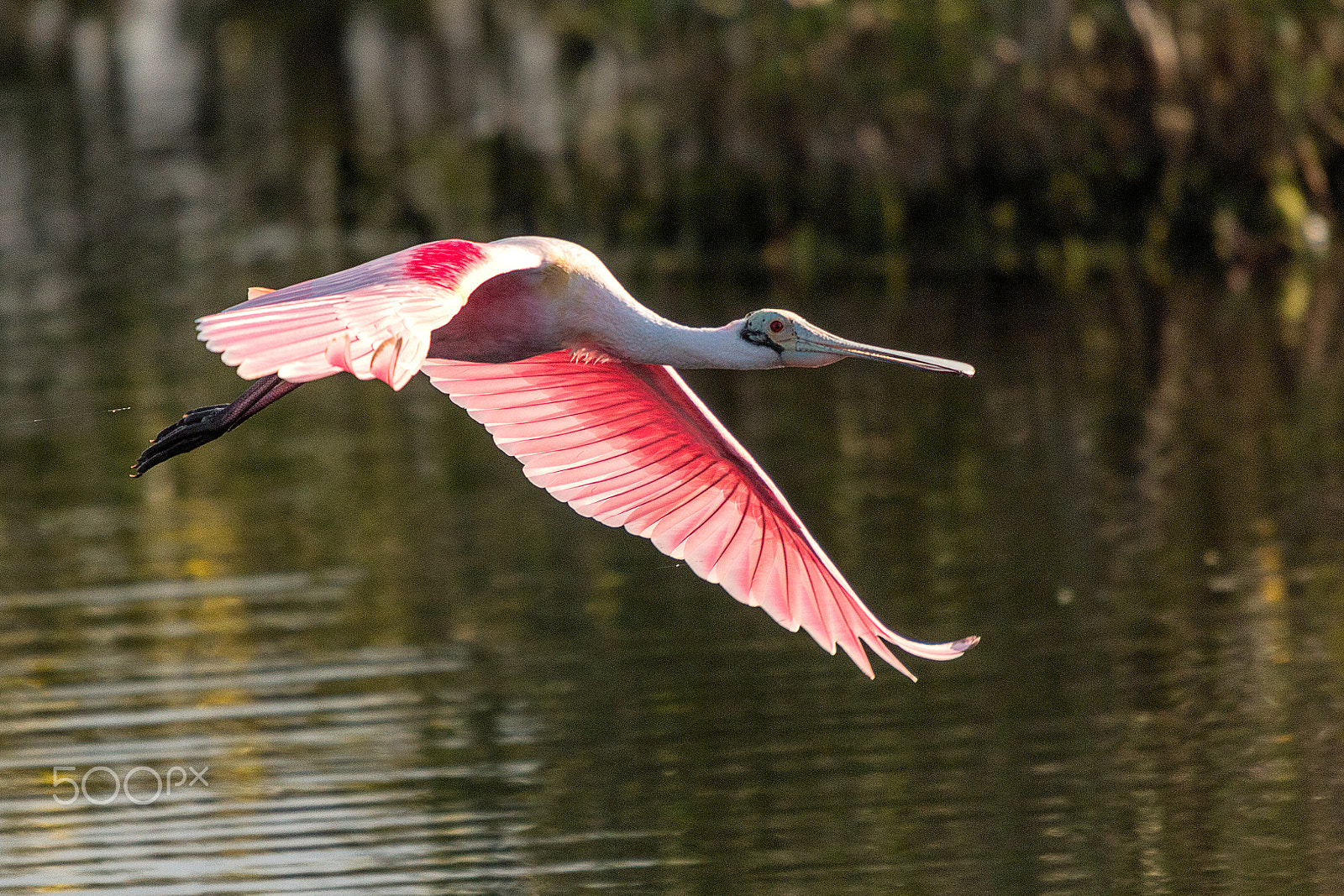 Sigma 50-500mm f/4-6.3 APO HSM EX sample photo. Spoon bill in flight photography