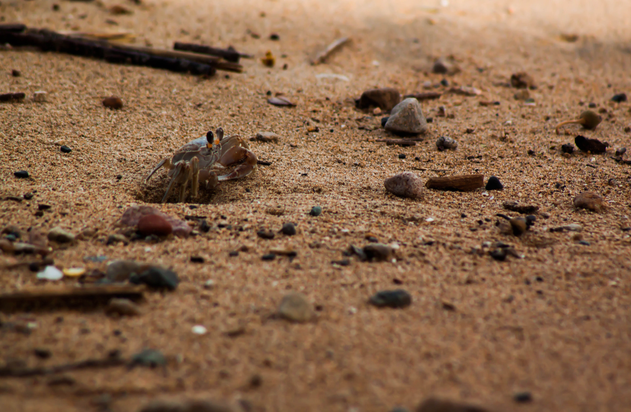 Canon EF 75-300mm f/4-5.6 USM sample photo. México photography