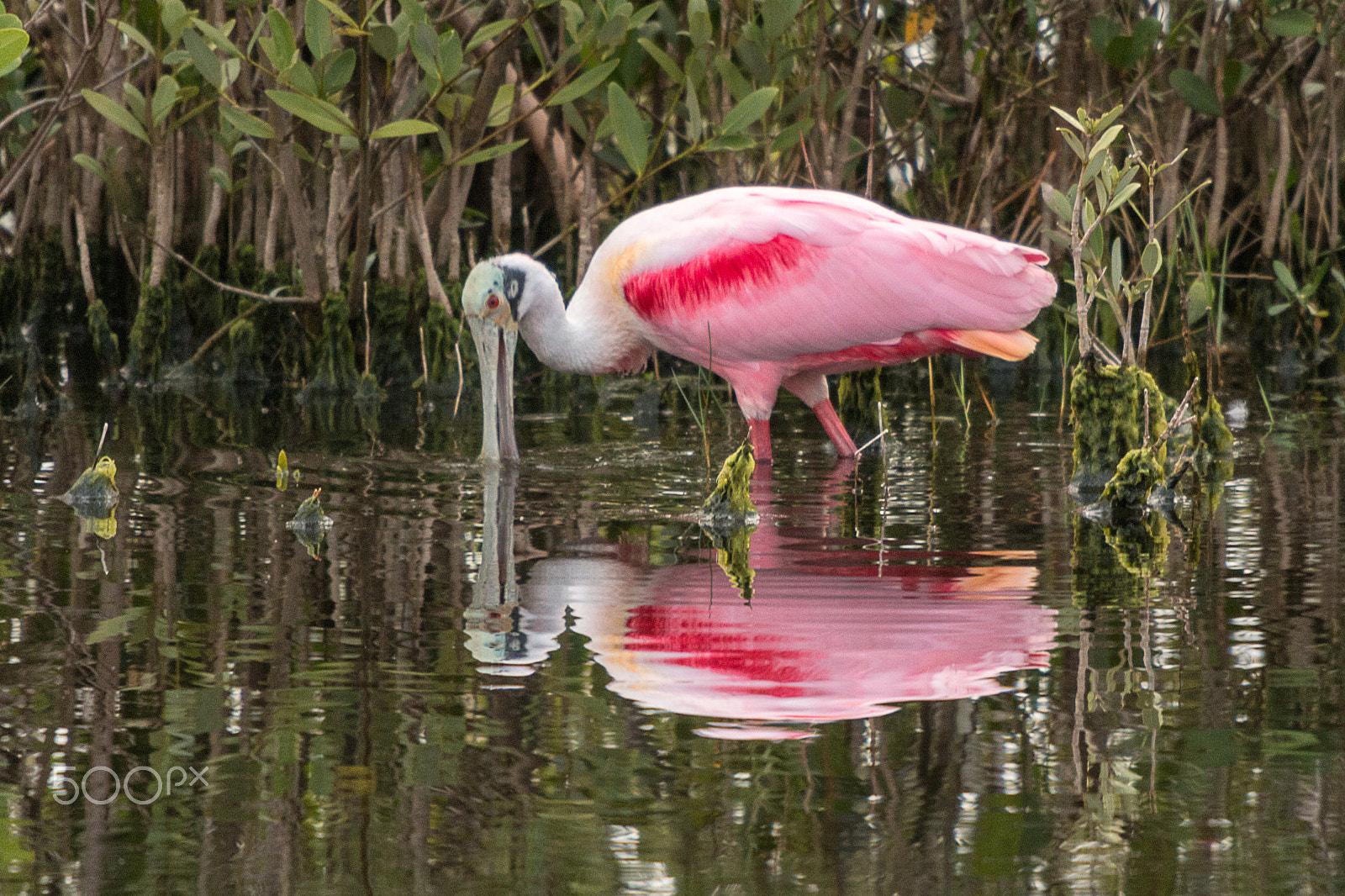 Sigma 50-500mm f/4-6.3 APO HSM EX sample photo. Spoon bill feeding photography