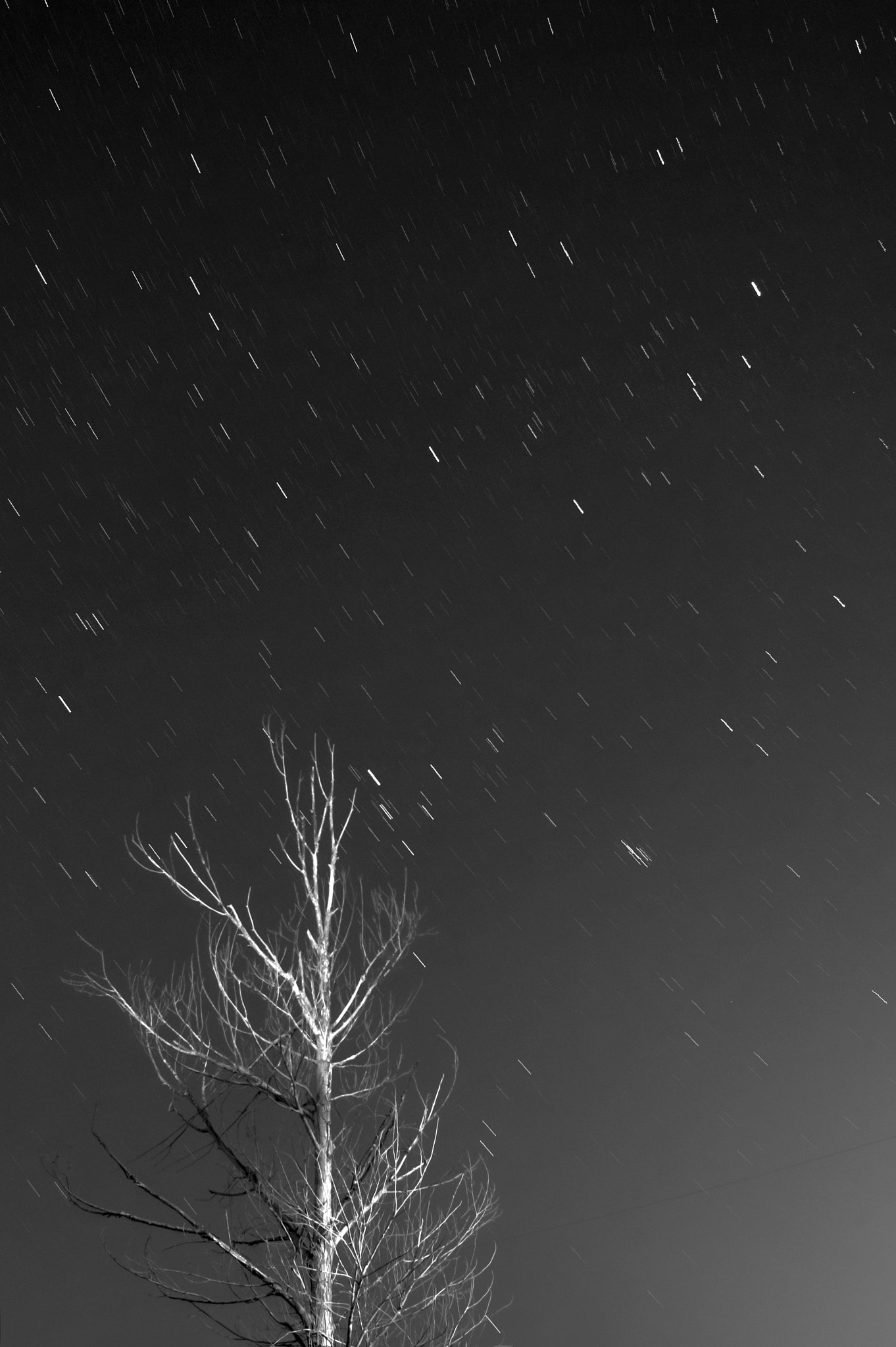 Nikon Df + Nikon AF Nikkor 24mm F2.8D sample photo. Tree in the star light photography