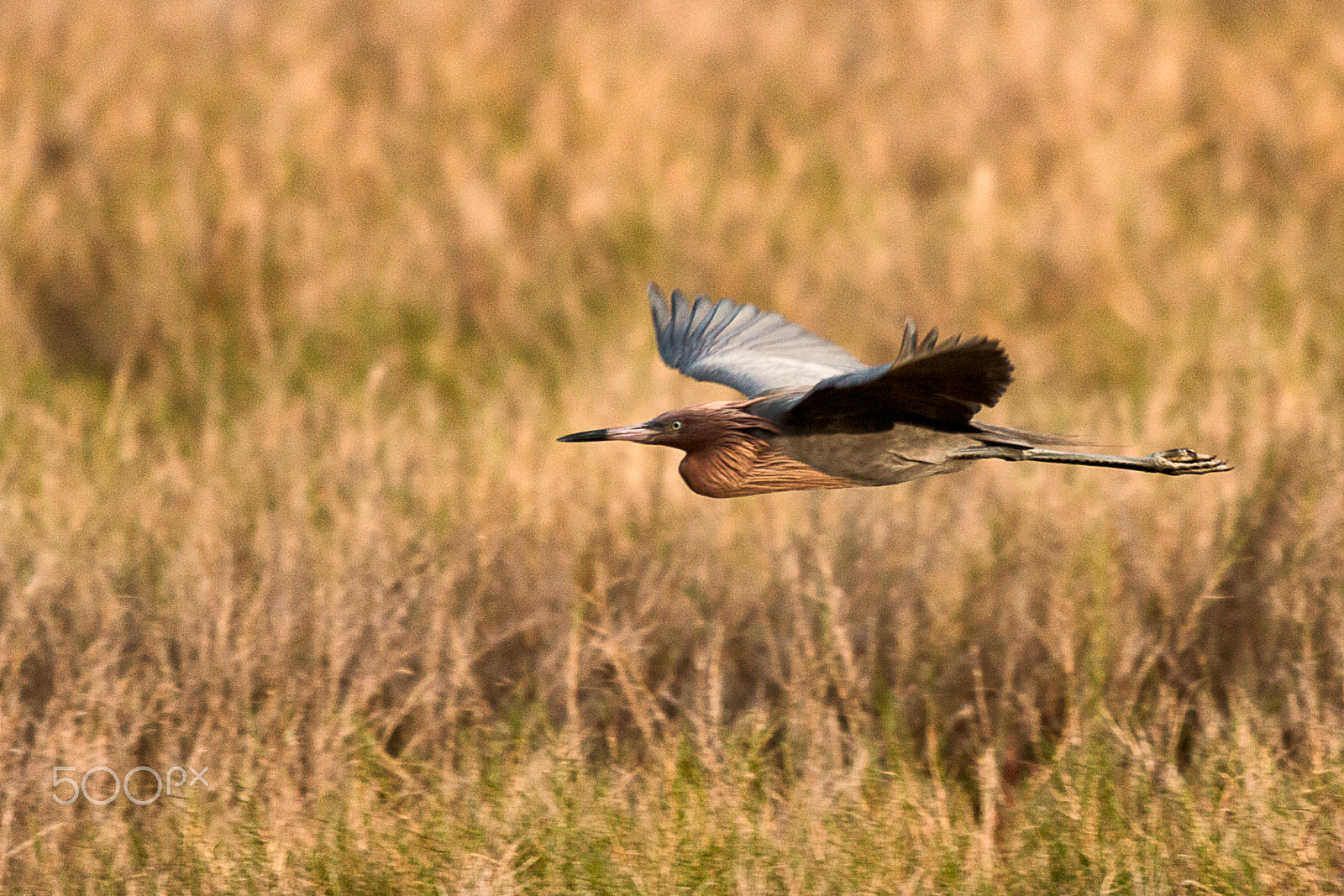 Sigma 50-500mm f/4-6.3 APO HSM EX sample photo. Redish egret in flight over grasslands photography