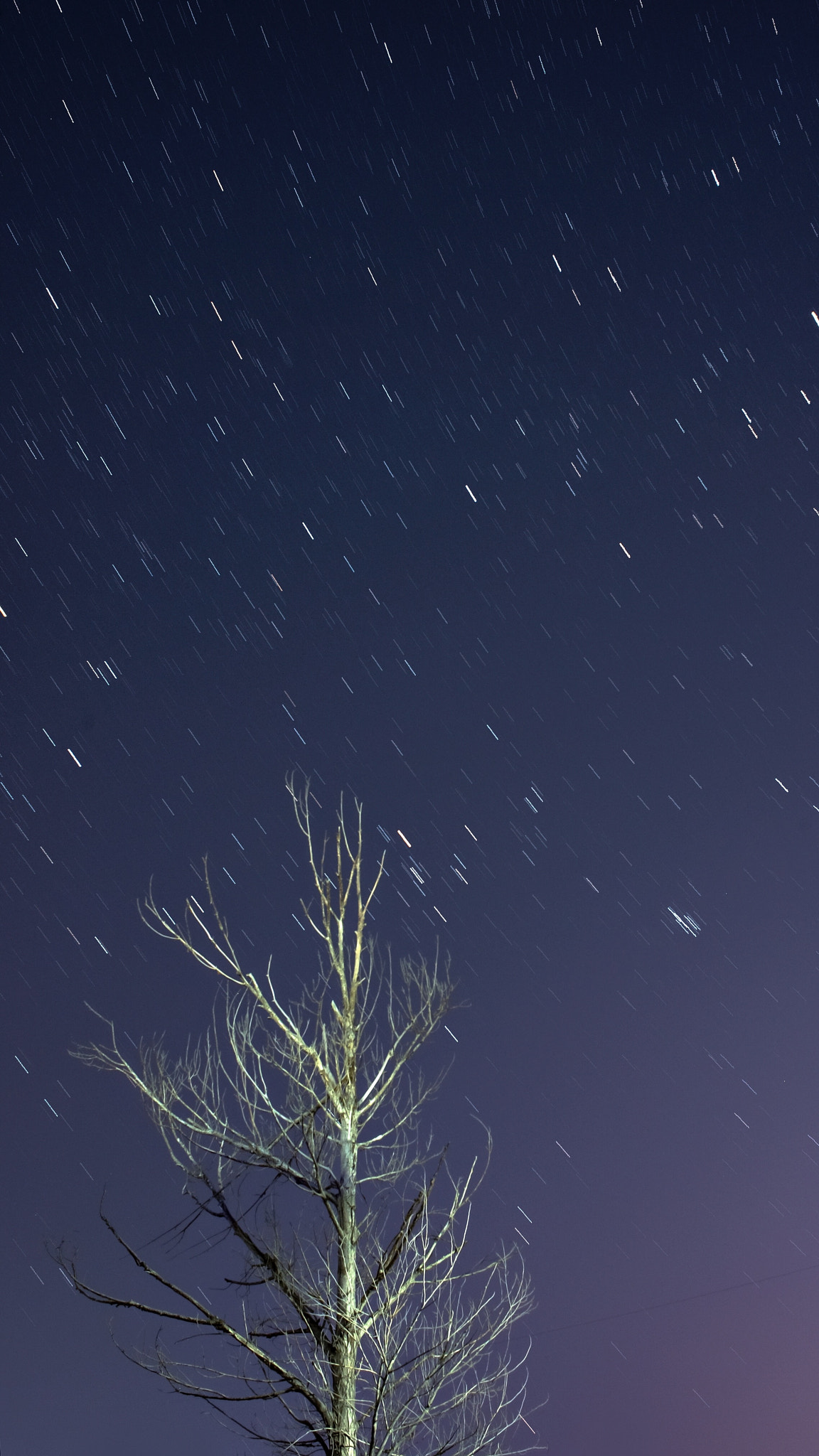 Nikon Df + Nikon AF Nikkor 24mm F2.8D sample photo. Tree in the star light photography