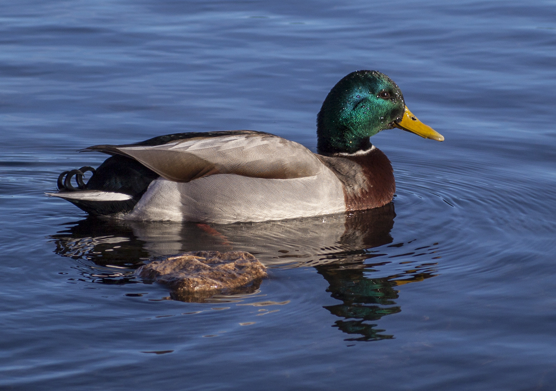 Sigma 50mm f/1.4 EX DG HSM + 1.4x sample photo. Mallard feeding in the afternoon sunshine photography