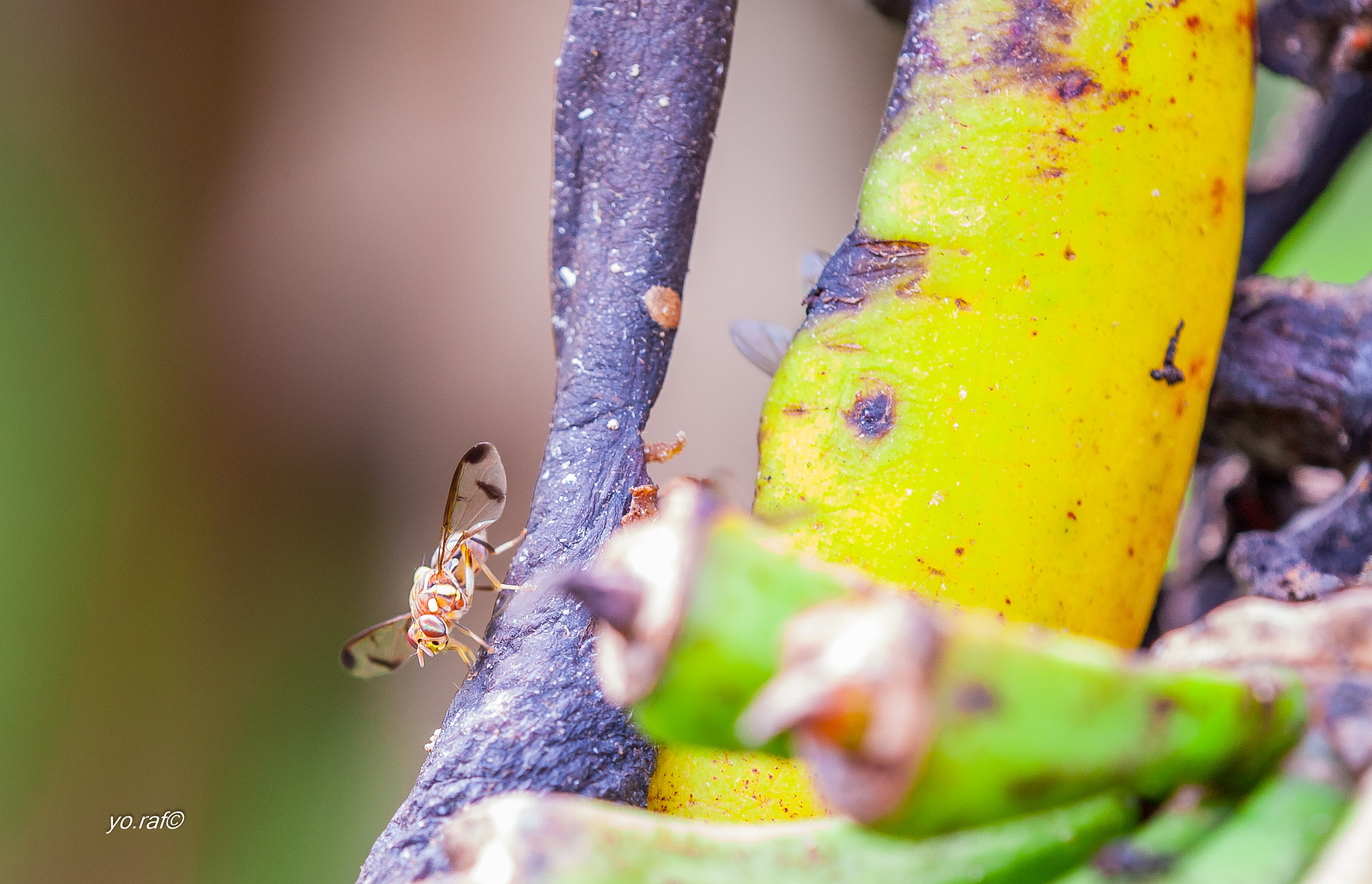 Canon EOS 5D + Tamron SP AF 180mm F3.5 Di LD (IF) Macro sample photo. Ceratitis capitata photography