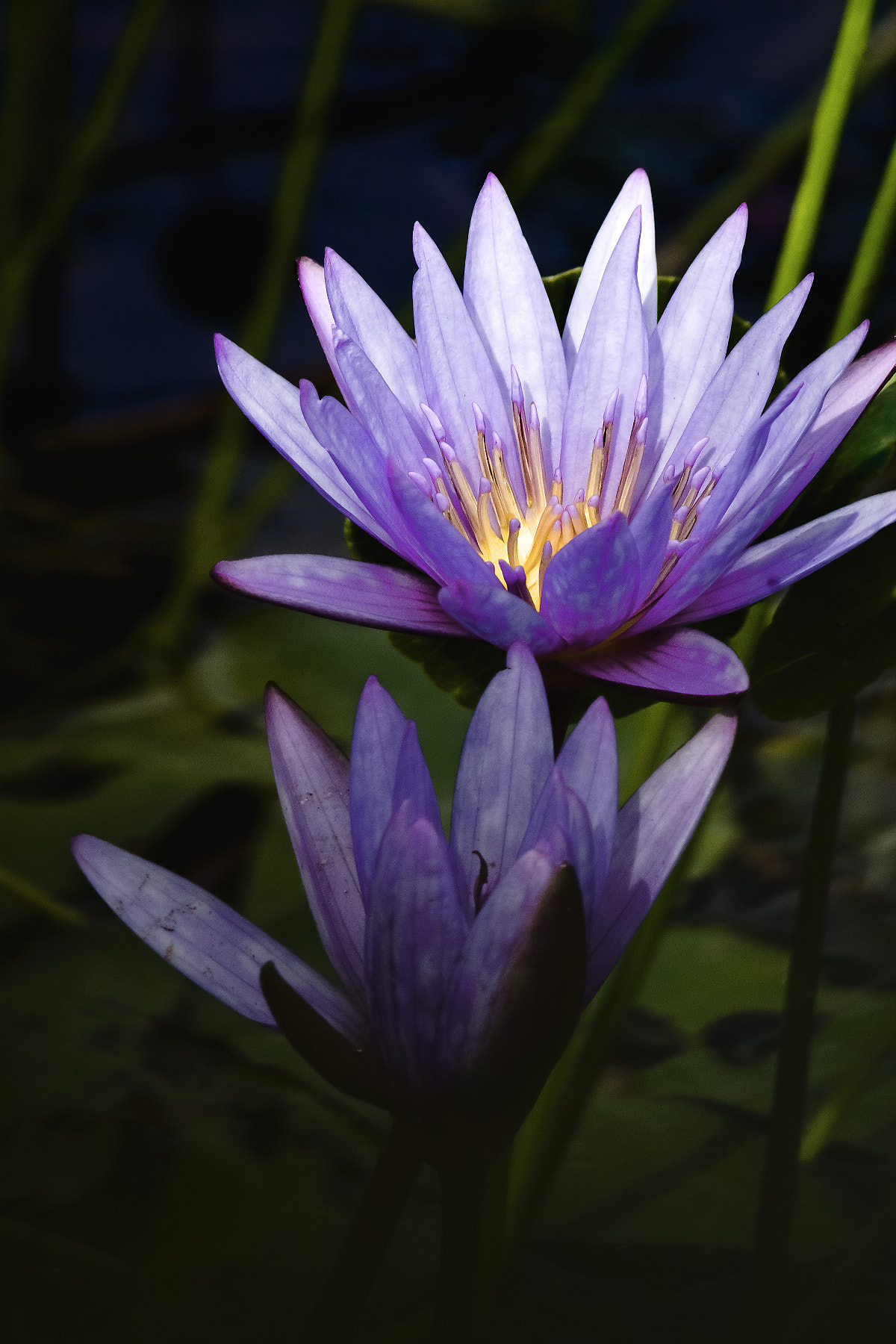 Sigma 70-300mm F4-5.6 APO DG Macro sample photo. Nymphaea capensis purple photography