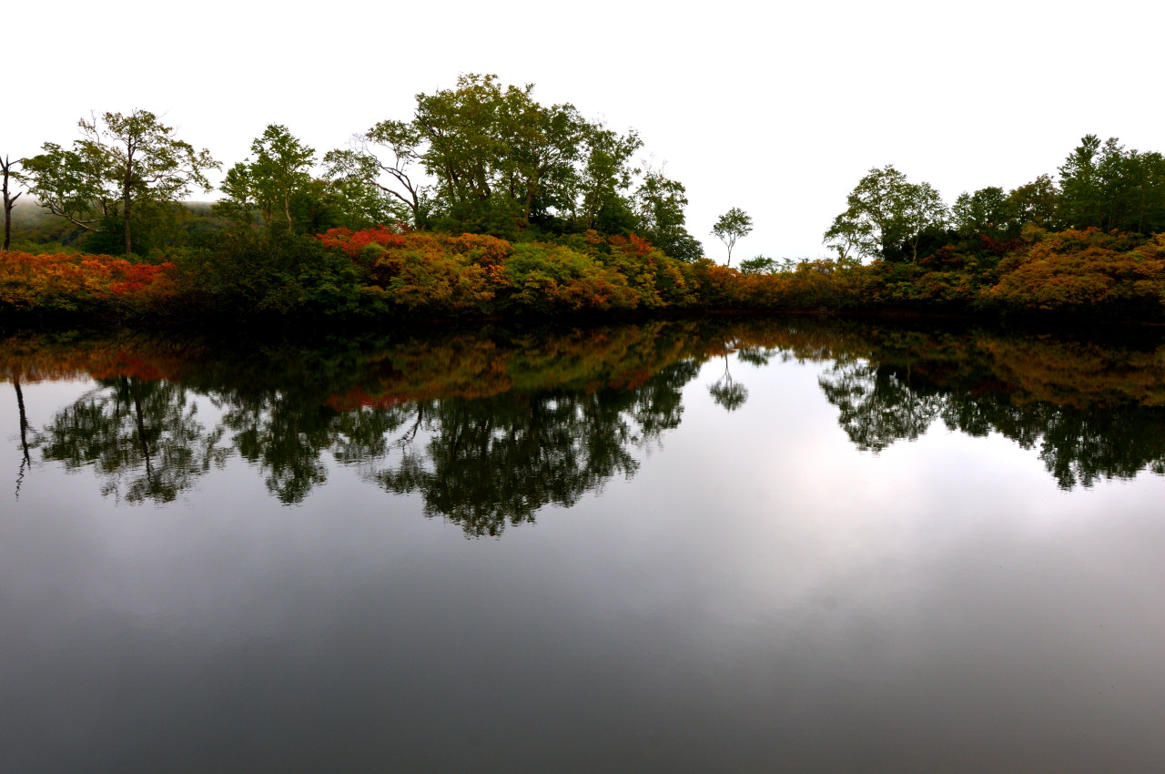 Nikon AF-S Nikkor 16-35mm F4G ED VR sample photo. Swamp photography