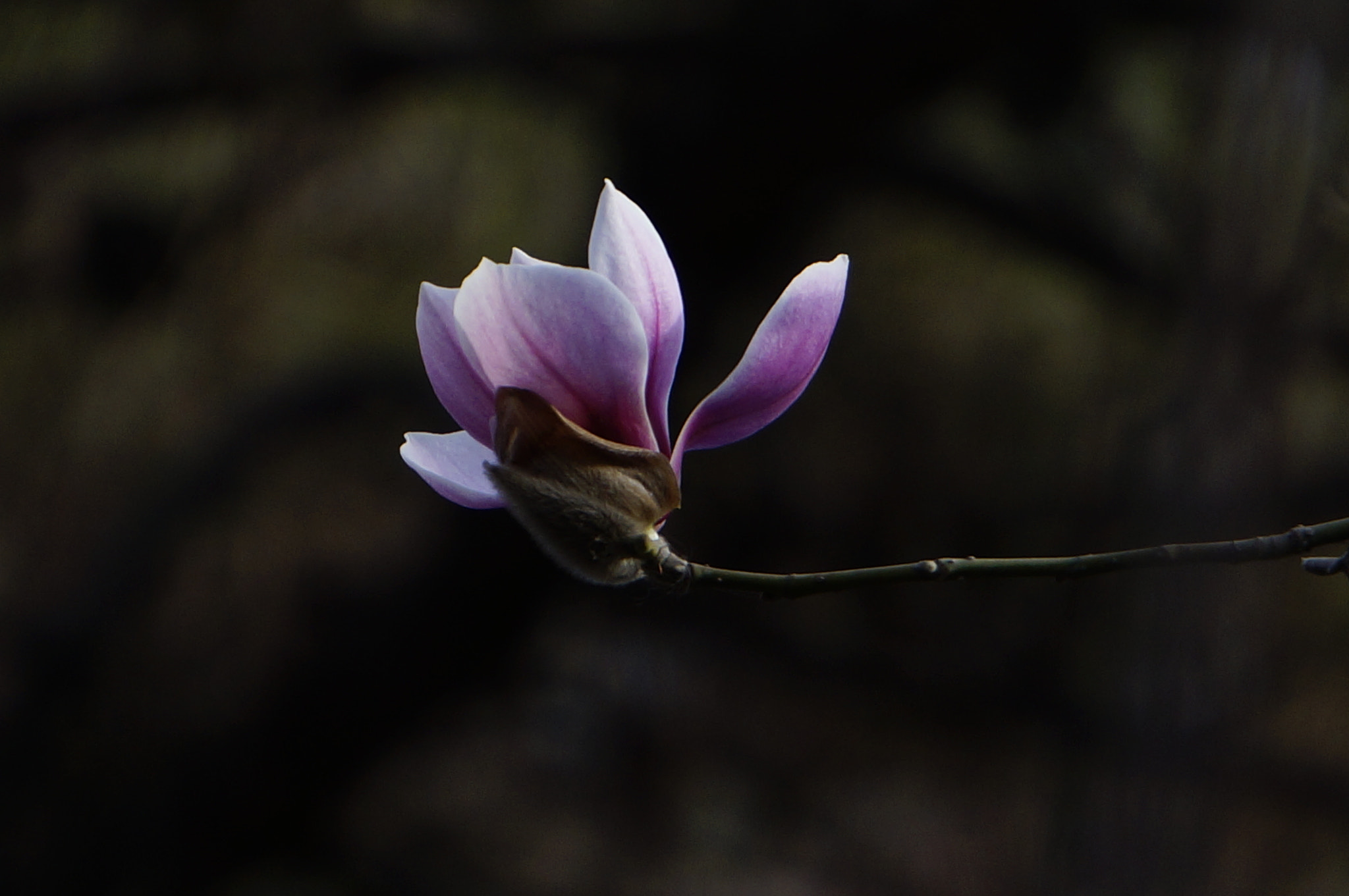 Sony Alpha NEX-3N sample photo. 玉兰 photography