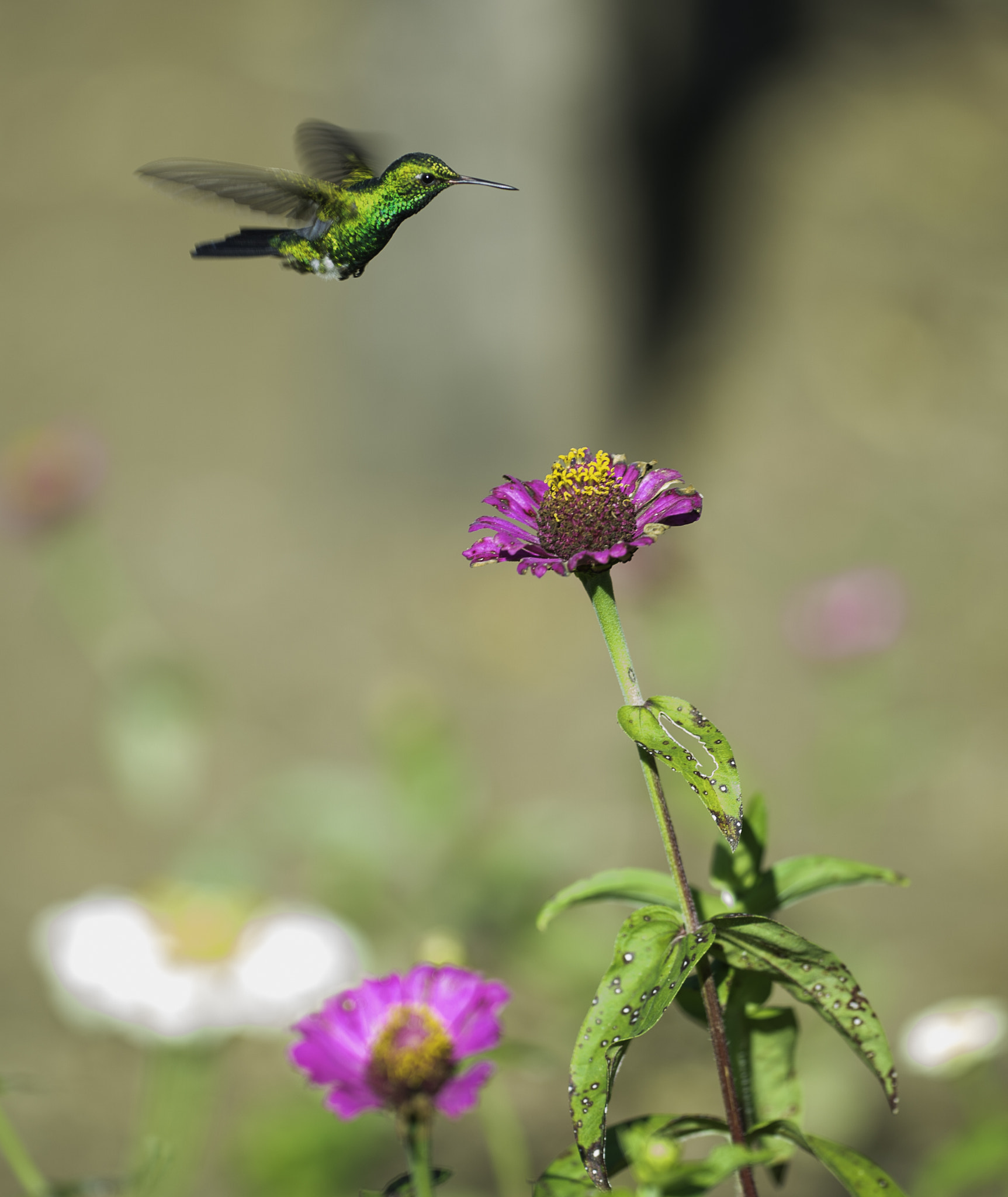 Nikon D4 sample photo. Amazillia saucerrotti on a mission photography