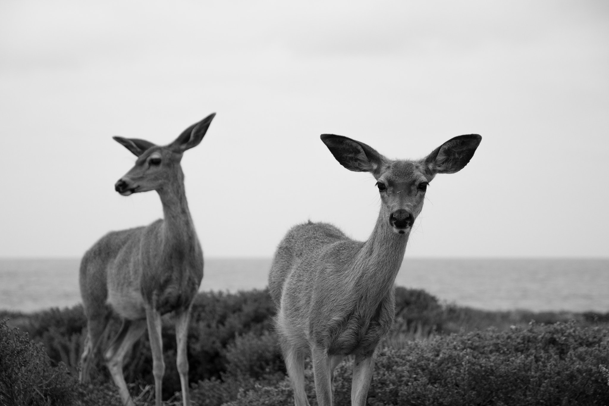 Canon EOS 50D + Sigma 17-70mm F2.8-4 DC Macro OS HSM sample photo. Deer friends photography