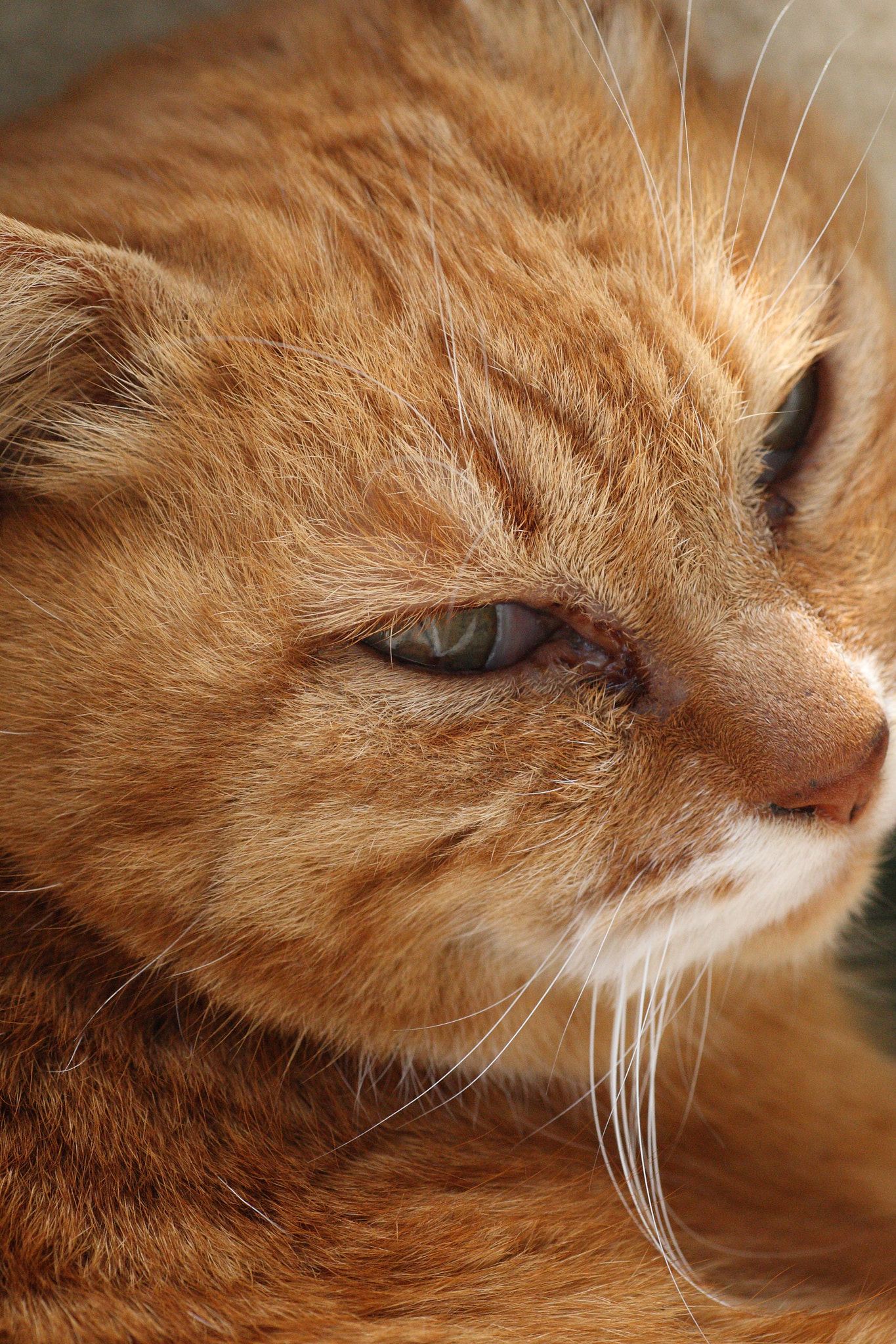 Canon EOS-1D Mark III + Tamron SP AF 90mm F2.8 Di Macro sample photo. Stray cat. photography