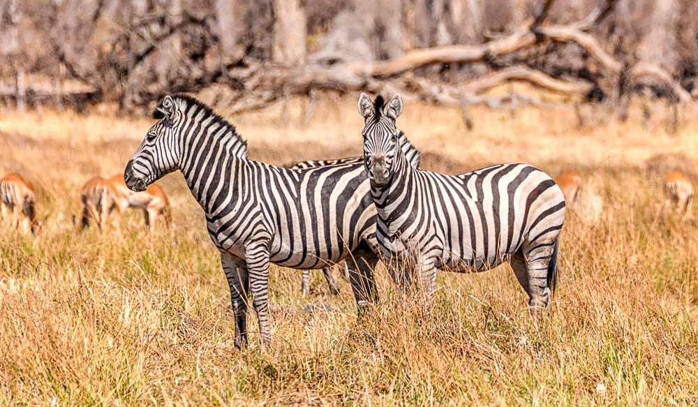 Sigma 150-600mm F5-6.3 DG OS HSM | S sample photo. Zebra photography
