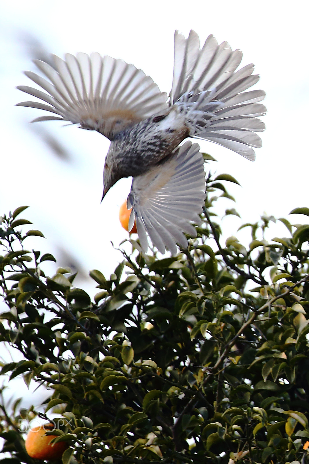 Sigma 150-600mm F5-6.3 DG OS HSM | C sample photo. Dive ! photography