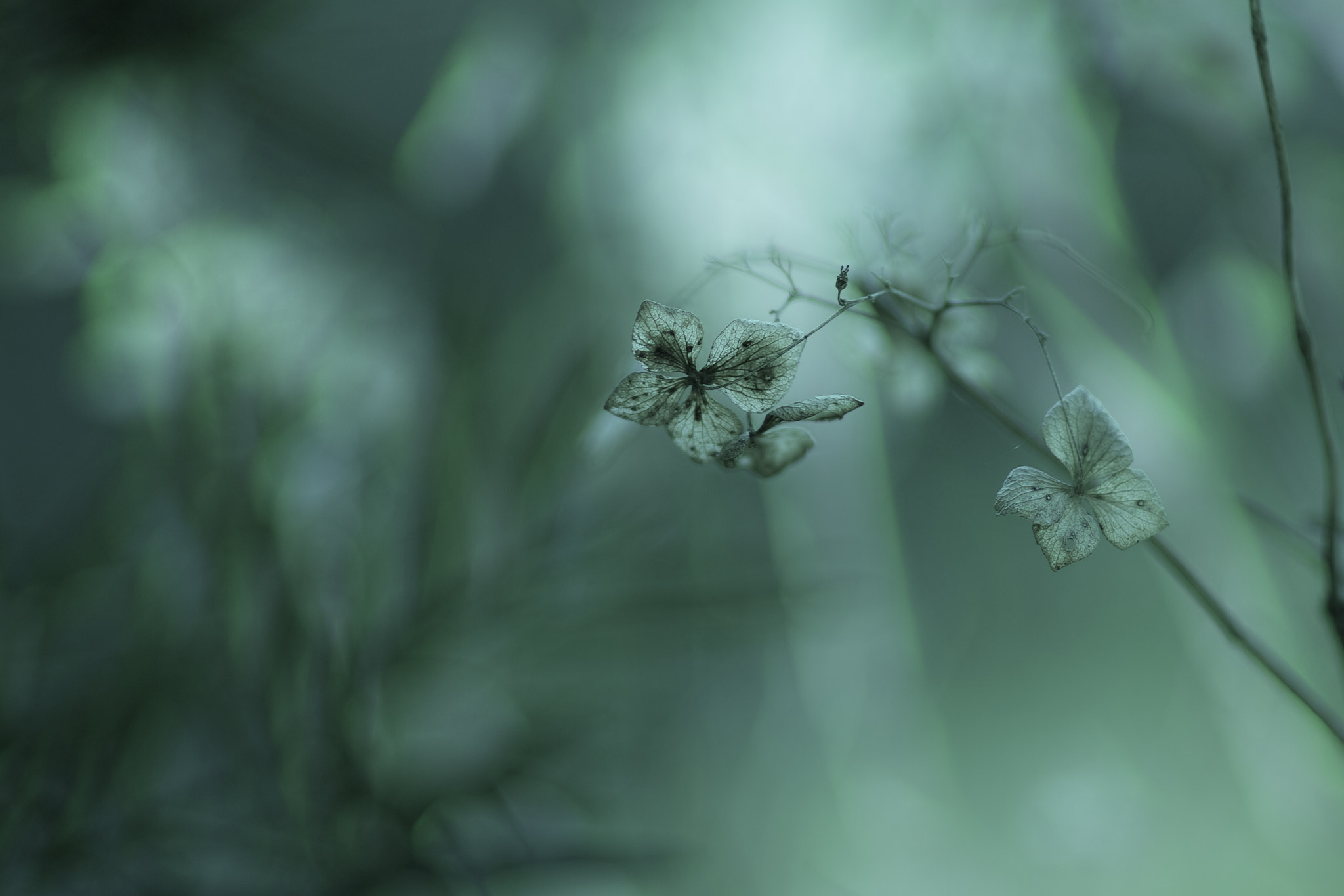 Sigma SD1 Merrill + Sigma 85mm F1.4 EX DG HSM sample photo. Fumi photography
