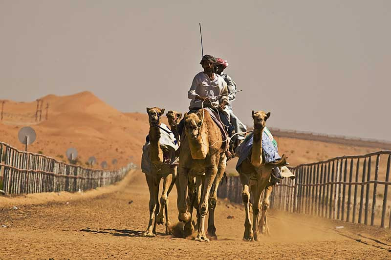 Canon EF 100-400mm F4.5-5.6L IS USM sample photo. Camel practice track, al masoudi, al ain, uae photography