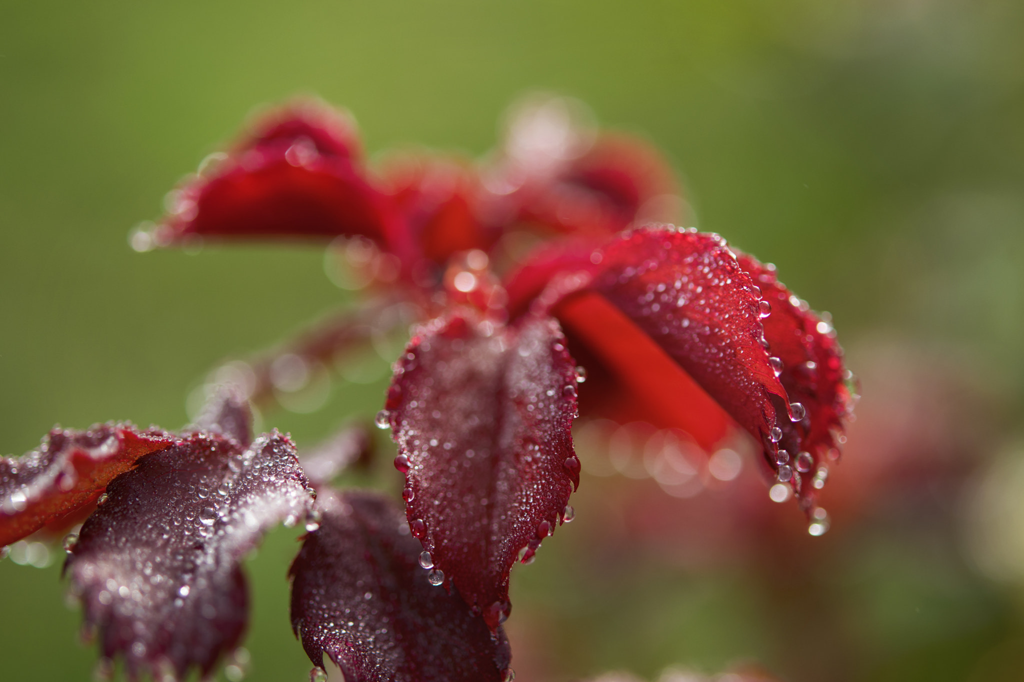 Nikon AF-S Micro-Nikkor 60mm F2.8G ED sample photo. Foggy sunlight photography