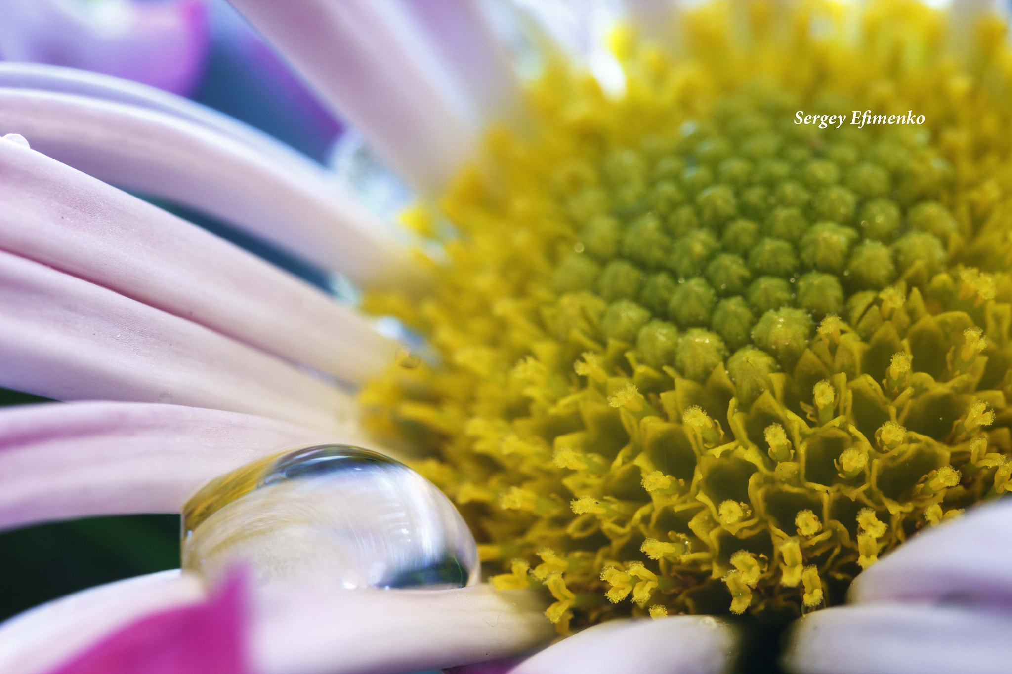 Sigma 105mm F2.8 EX DG OS HSM sample photo. Drop on chrysanthemum photography