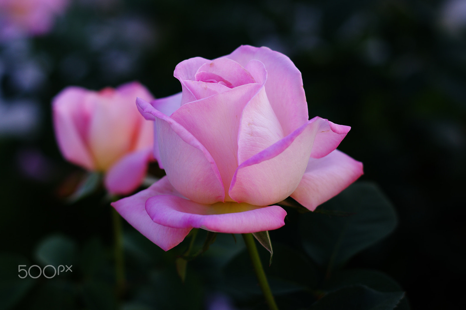 Pentax K-3 + HD Pentax DA 70mm F2.4 AL Limited sample photo. Rose and shadow photography