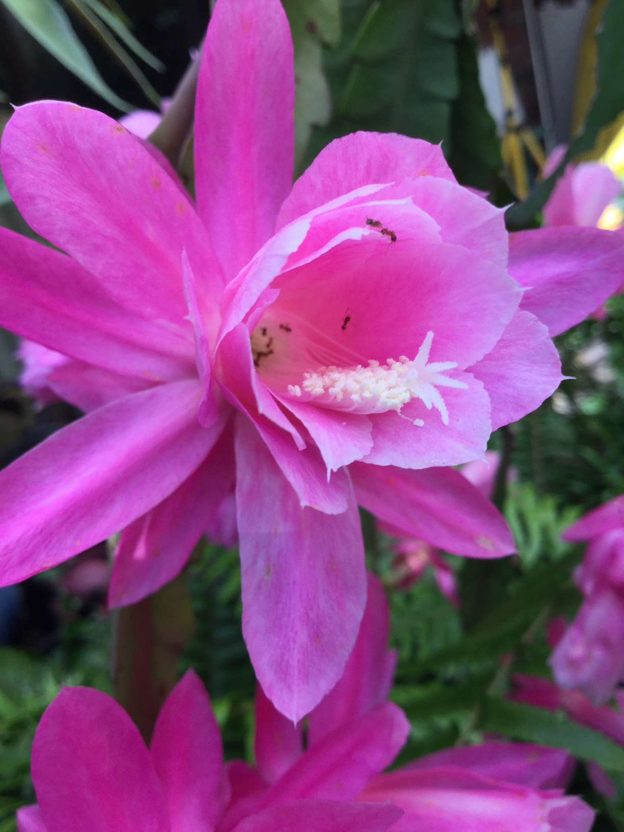 Apple iPad5,3 sample photo. Pink cacti photography