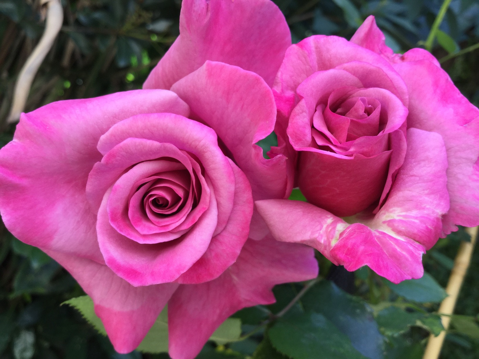 Apple iPad5,3 sample photo. Pink rose photography