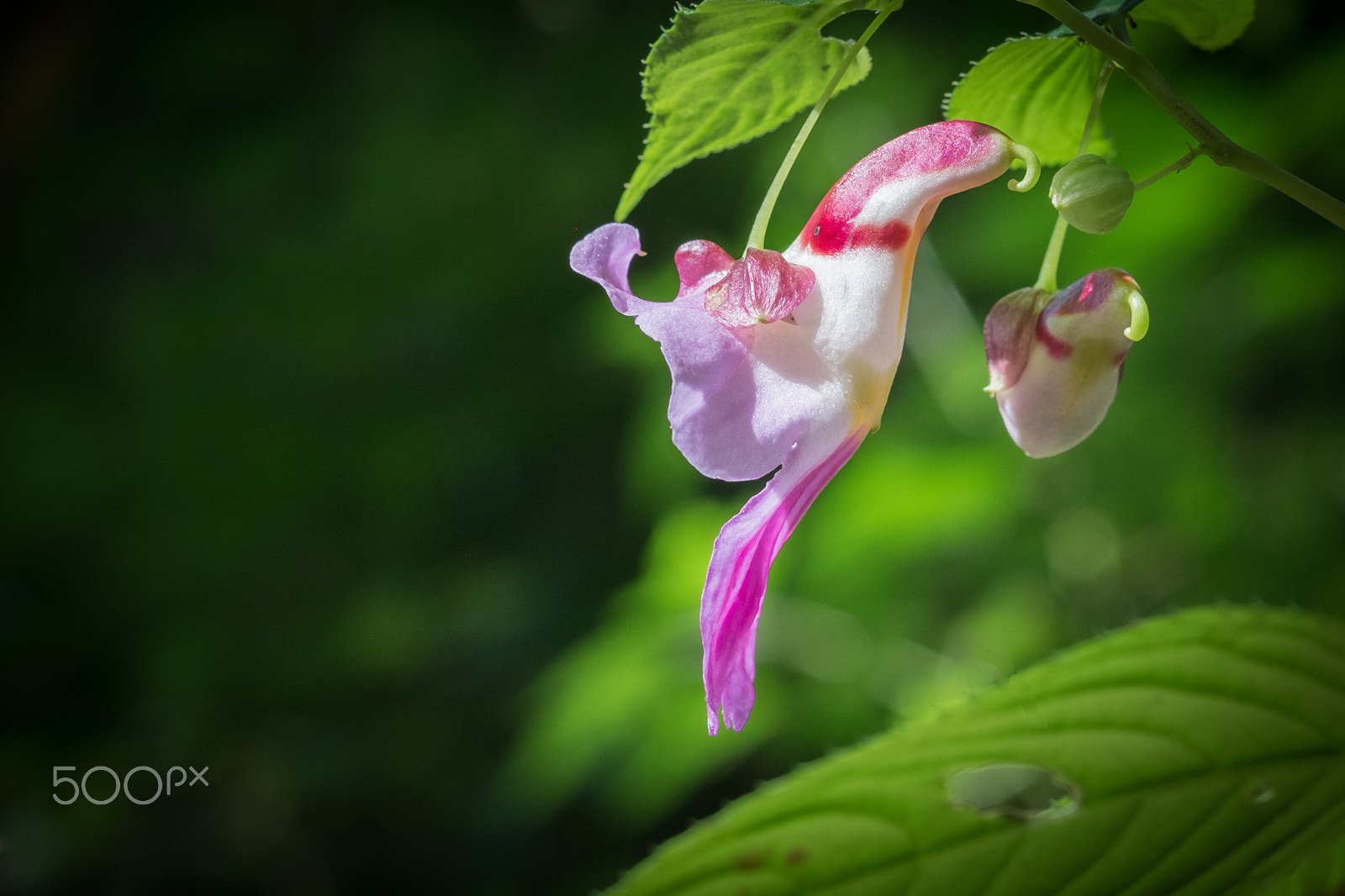 Fujifilm X-M1 + Fujifilm XF 60mm F2.4 R Macro sample photo. Parrot flower candles photography