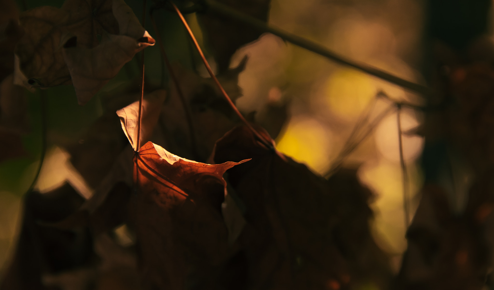 Sigma 24-105mm f/4 DG OS HSM | A sample photo