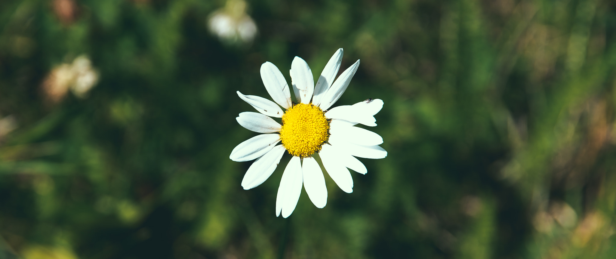 Sigma 24-105mm f/4 DG OS HSM | A sample photo