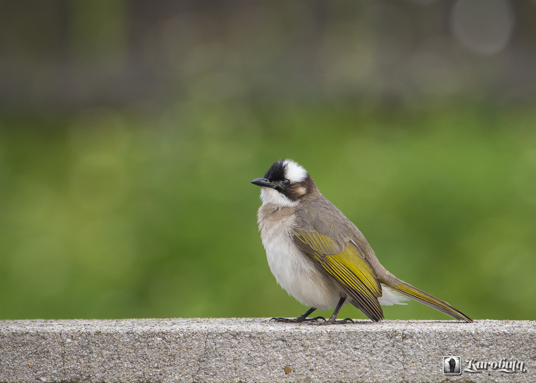 Pentax smc DA* 300mm F4.0 ED (IF) SDM sample photo. Visit of the light-vented bulbul photography