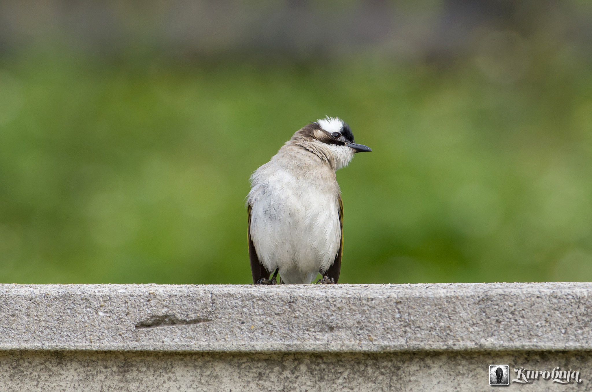 Pentax smc DA* 300mm F4.0 ED (IF) SDM sample photo. Self-confident? photography