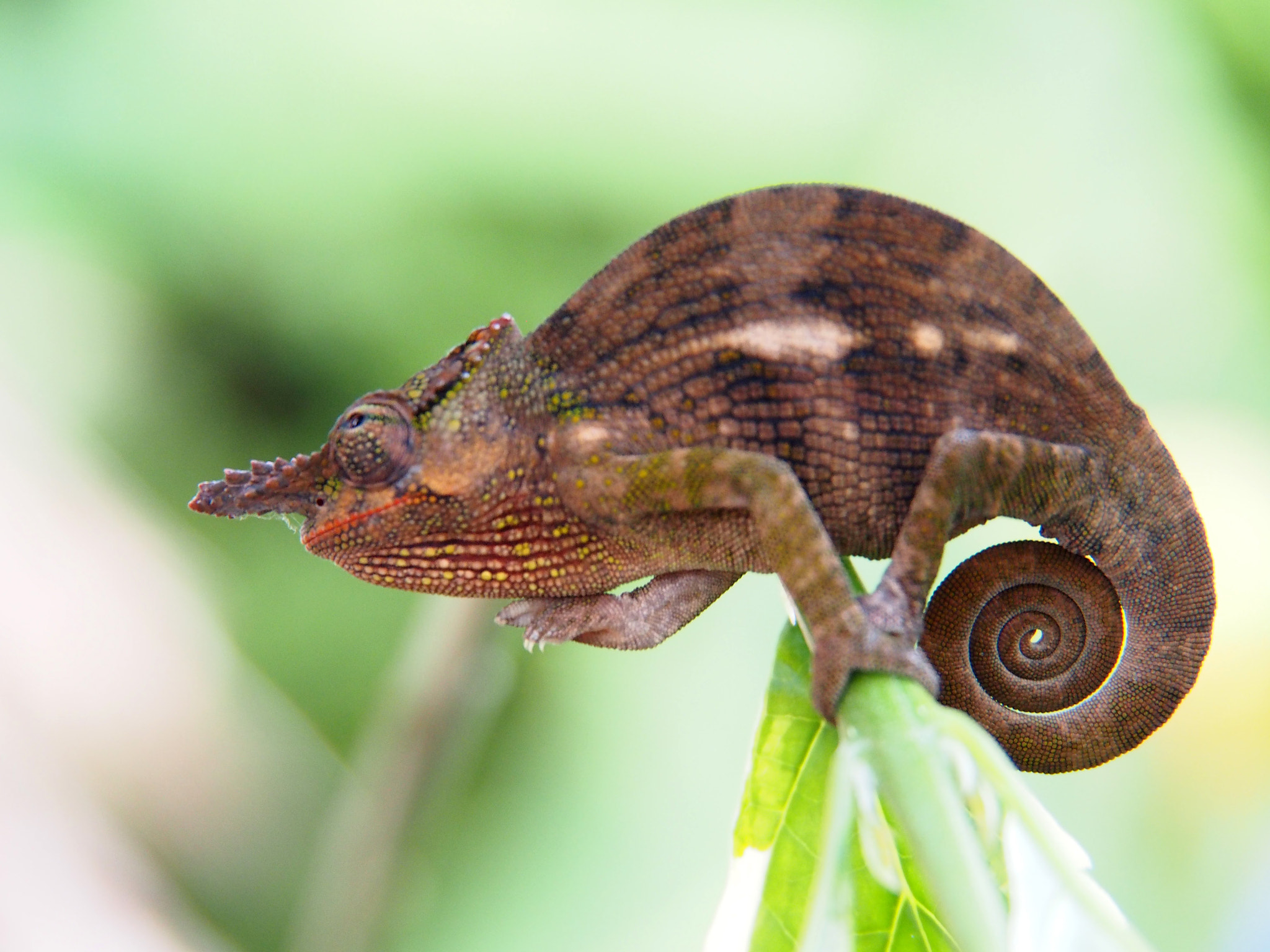 OLYMPUS M.14-150mm F4.0-5.6 II sample photo. Cameleon photography