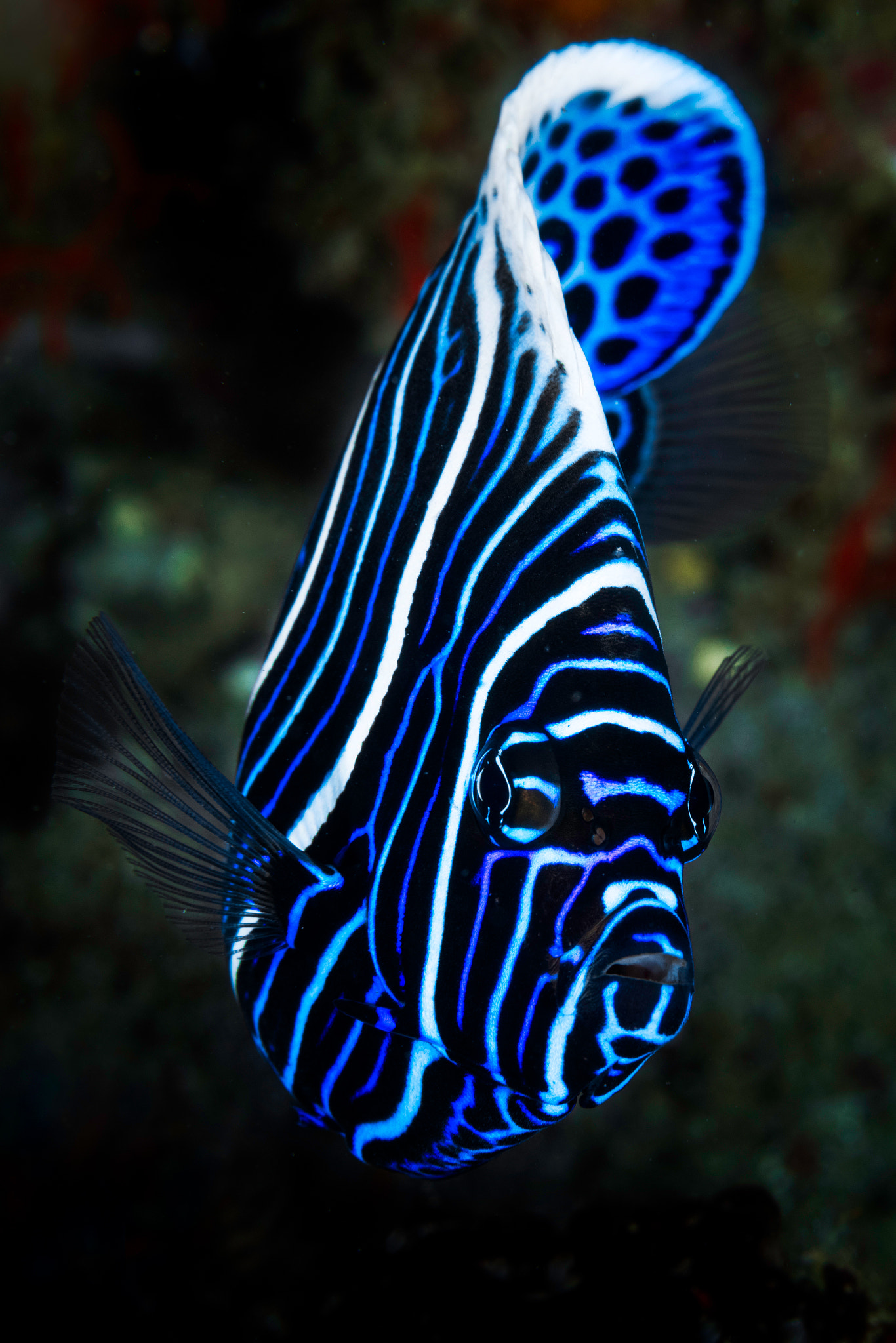 Canon EOS 5DS sample photo. Emperor angelfish photography