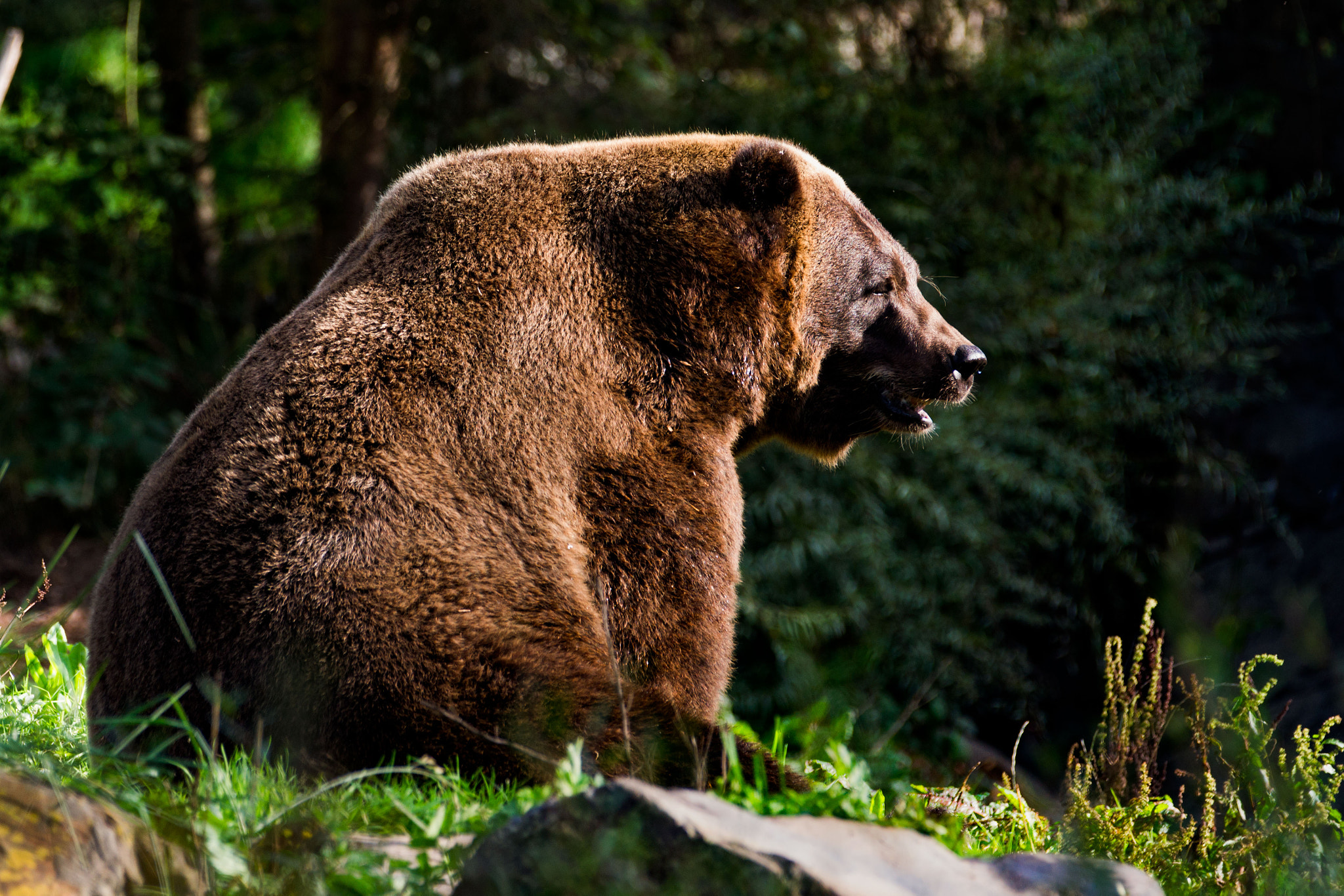 Sony Alpha DSLR-A850 + Sony 70-400mm F4-5.6 G SSM sample photo. Big brown bear photography