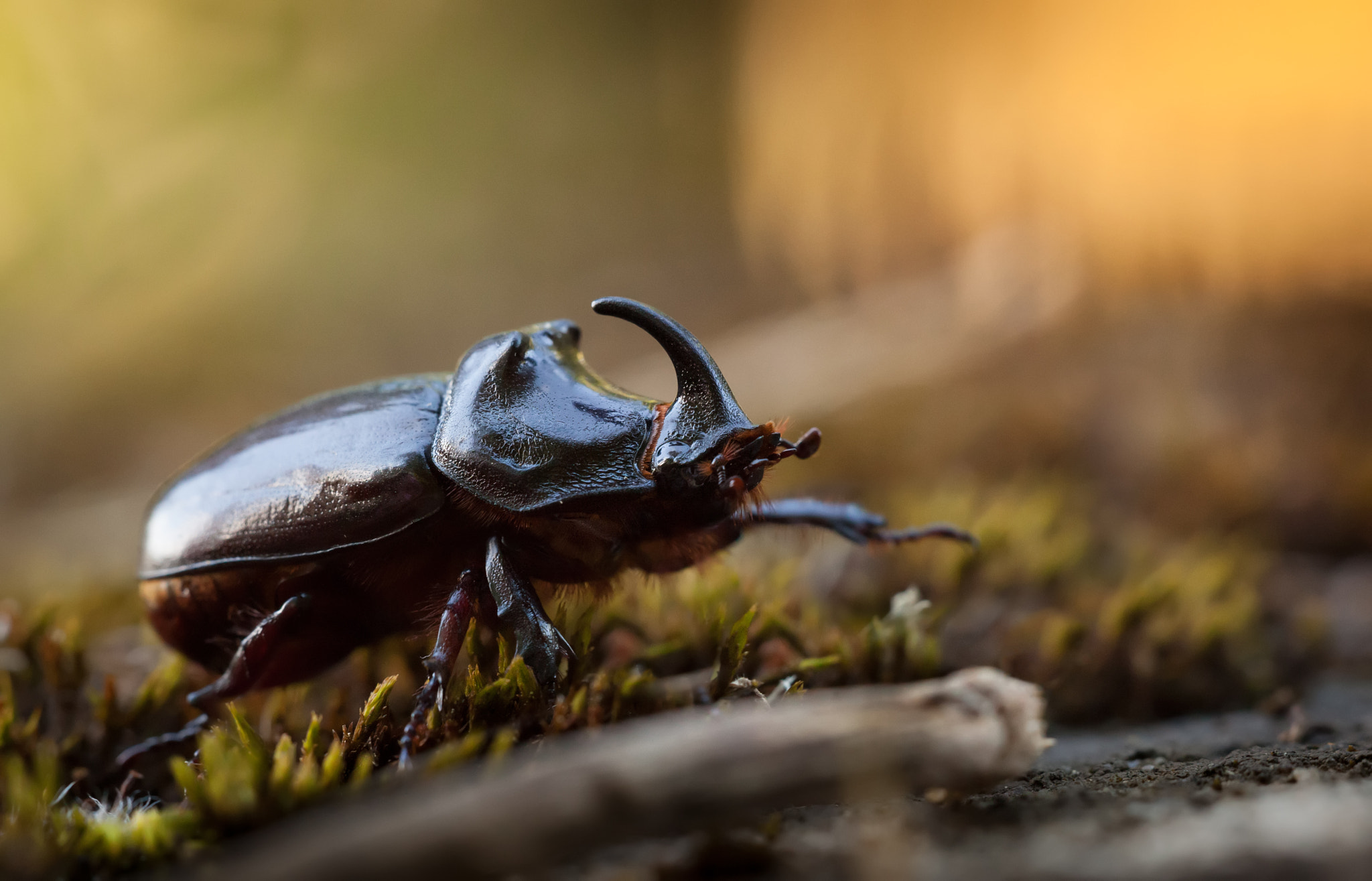 Canon EF 180mm F3.5L Macro USM sample photo. Rhinoceros beetle photography