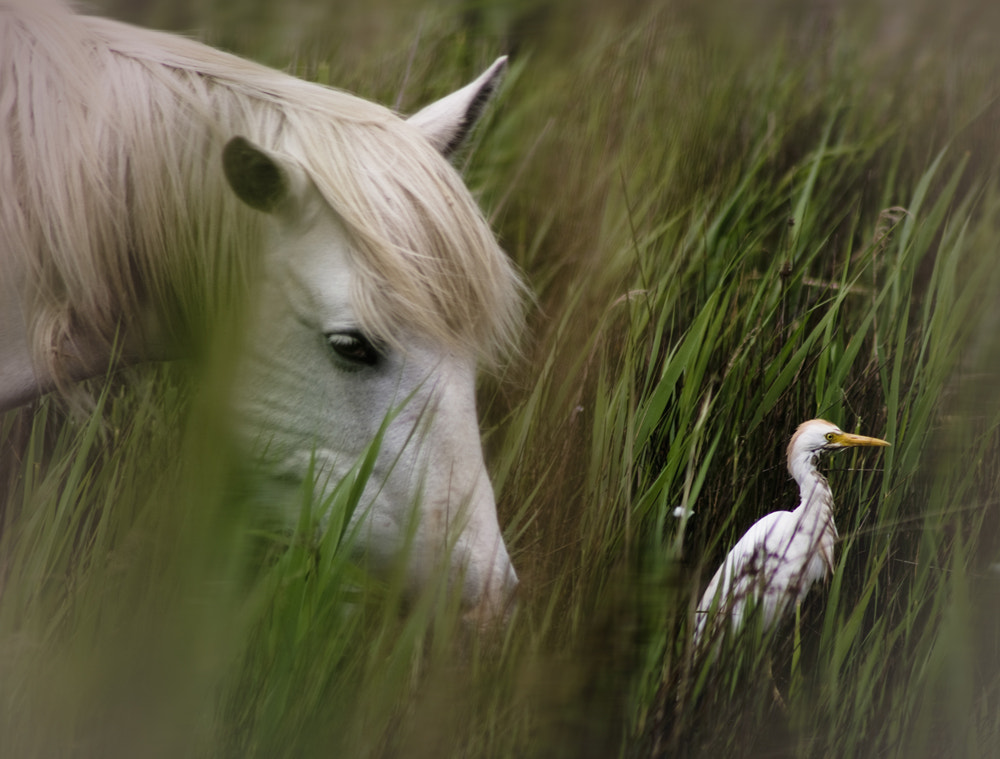 Pentax K-5 sample photo. Friends of camargue photography