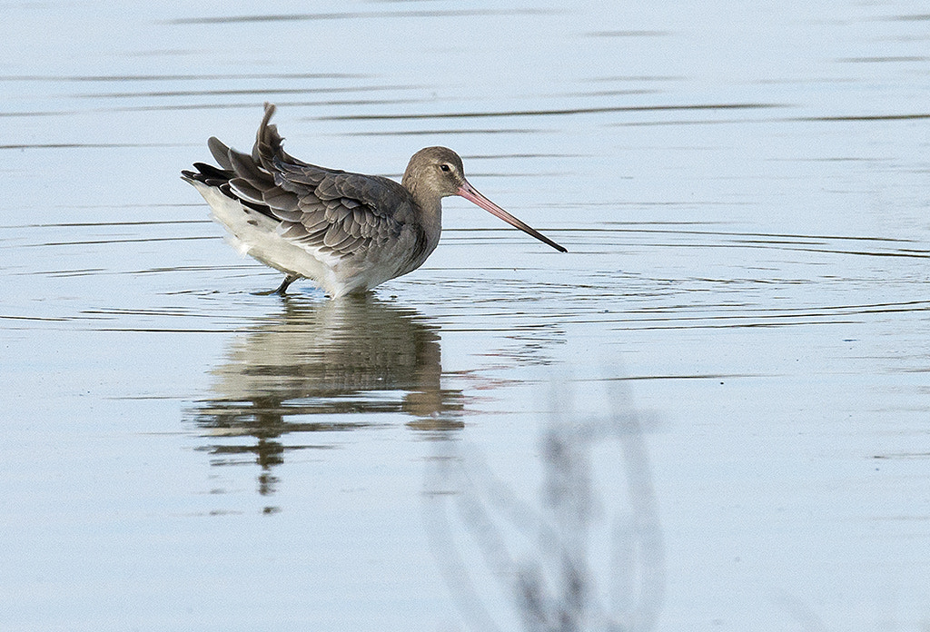Nikon AF-S Nikkor 600mm F4D ED-IF II sample photo. Black-tailed godwit (limosa limosa) photography