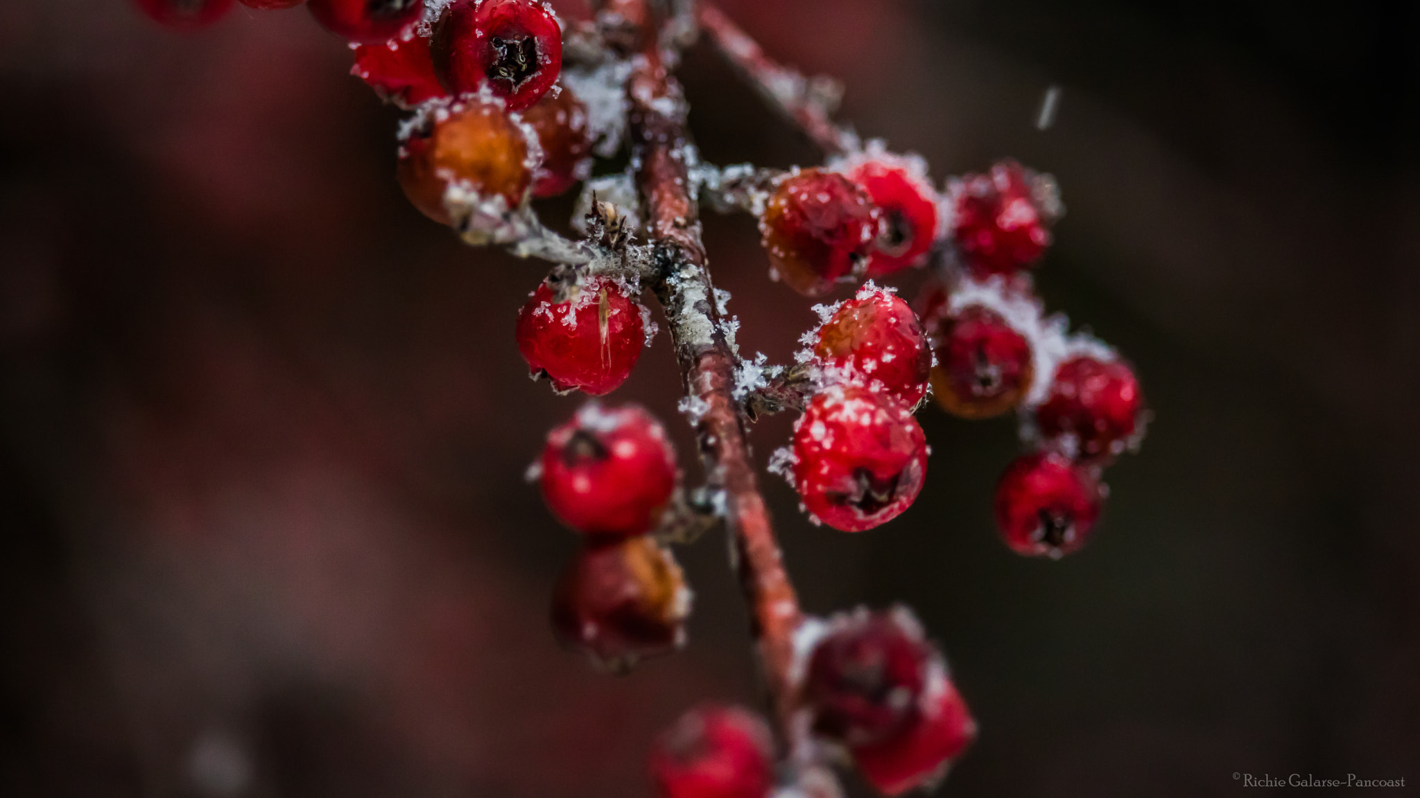 Canon EOS M3 sample photo. Berriely surviving winter photography