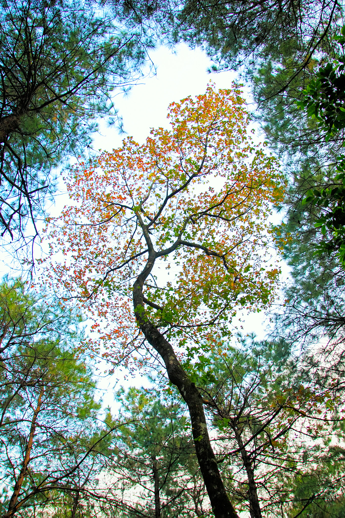 Canon EOS 550D (EOS Rebel T2i / EOS Kiss X4) sample photo. Chromatic aberration's symphony of spring photography