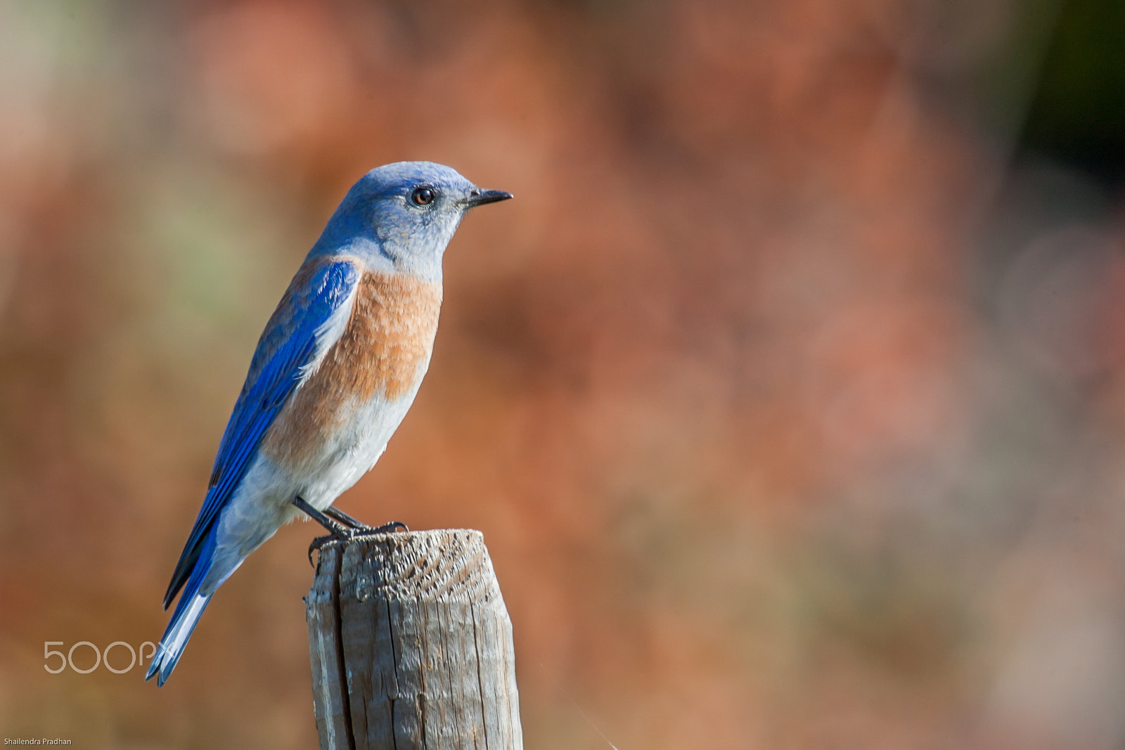Canon EF 100-400mm F4.5-5.6L IS USM sample photo. Western bluebird photography