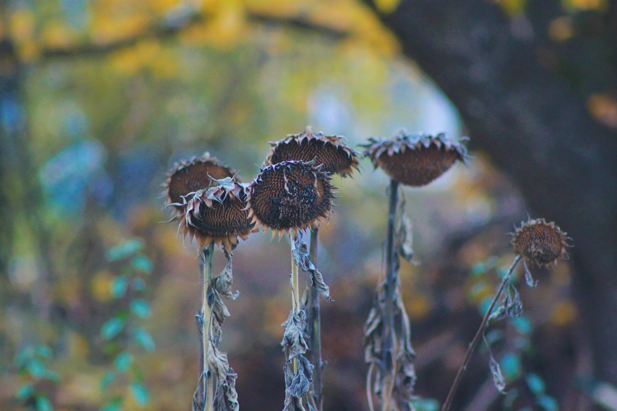 Canon EF 75-300mm f/4-5.6 USM sample photo. Droop photography