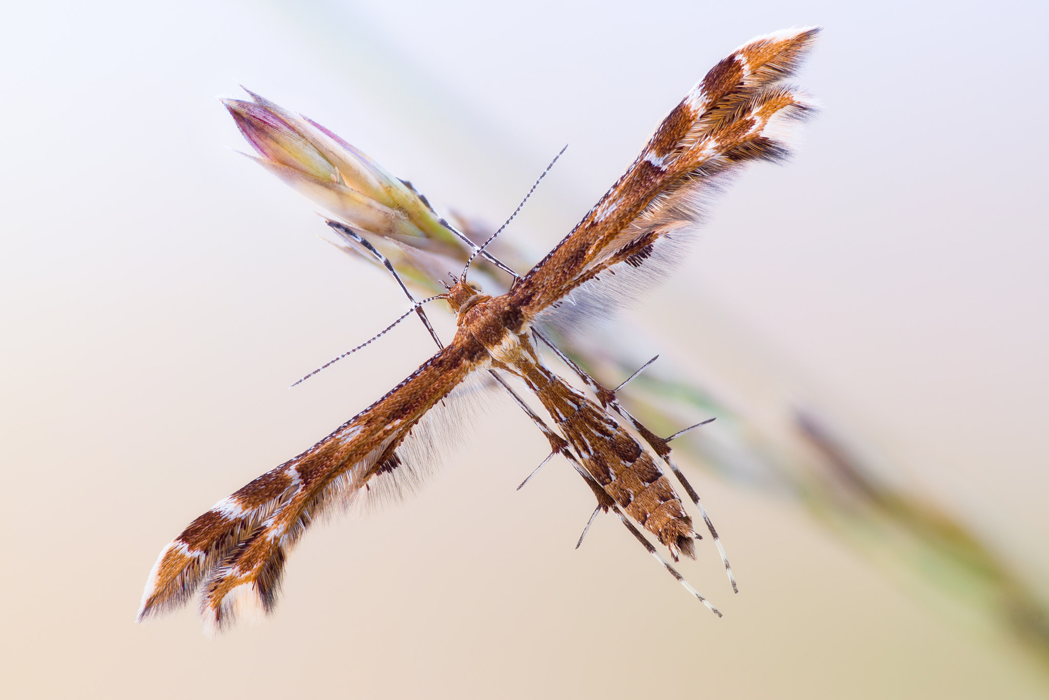 Sony Alpha NEX-7 sample photo. Plume moth photography