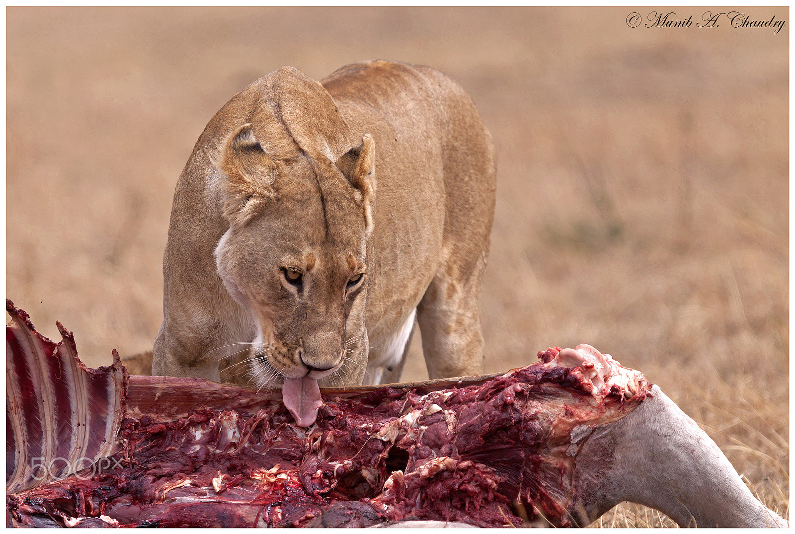 Canon EOS 50D + Canon EF 300mm F2.8L IS USM sample photo. The best cut! photography