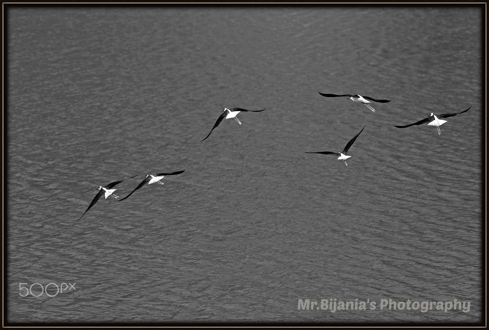 Canon EOS 60D + Canon EF 200mm F2.8L II USM sample photo. Black winged stilts.jpg photography
