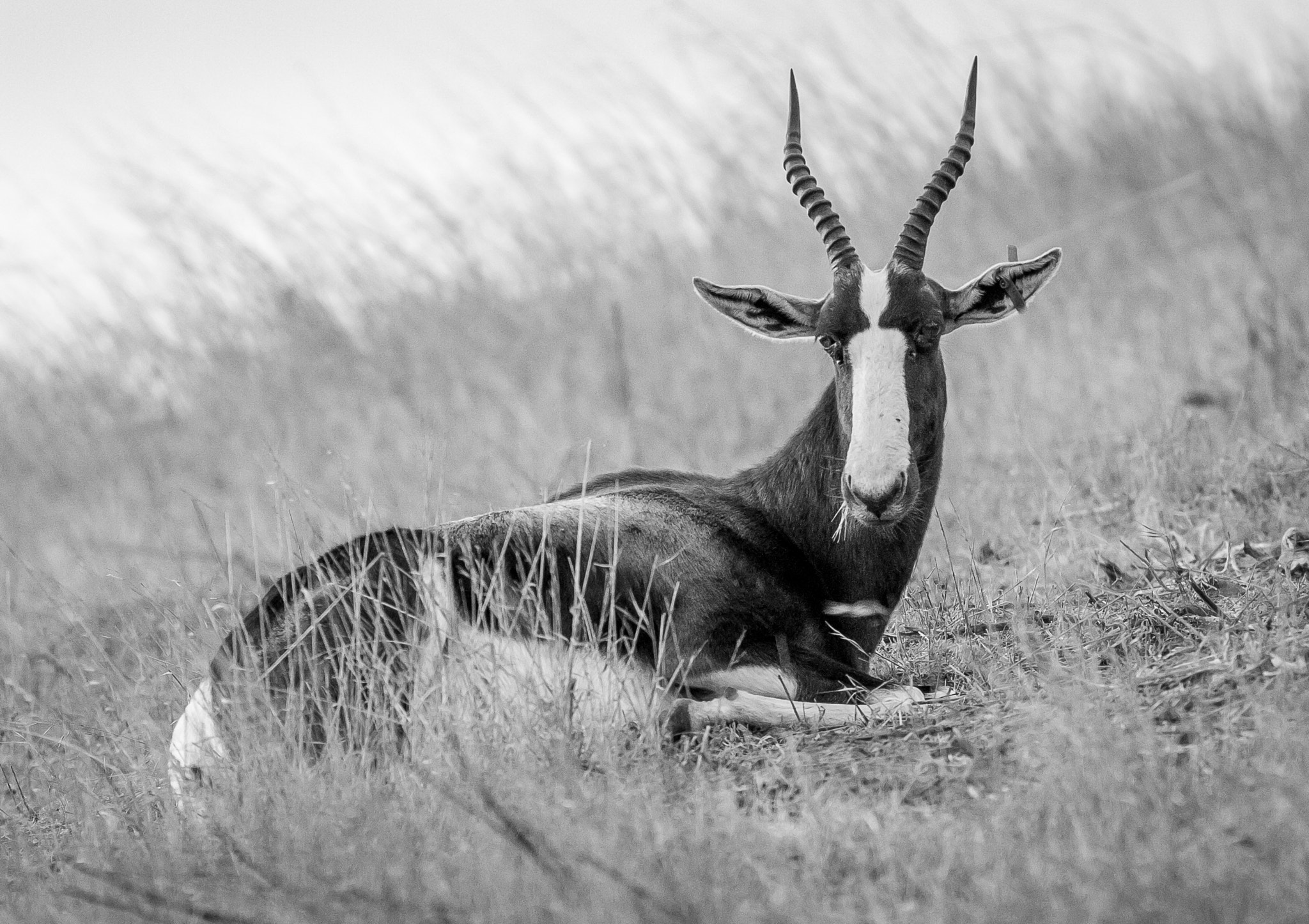 Canon EOS 1200D (EOS Rebel T5 / EOS Kiss X70 / EOS Hi) + Canon EF 400mm F5.6L USM sample photo. Bontebok photography