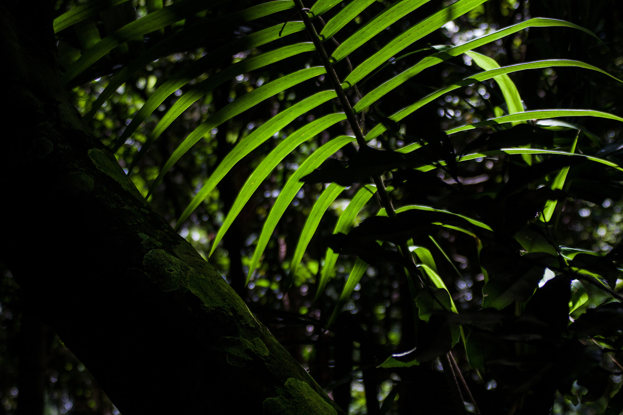Tamron AF 28-200mm F3.8-5.6 XR Di Aspherical (IF) Macro sample photo. Fern light photography