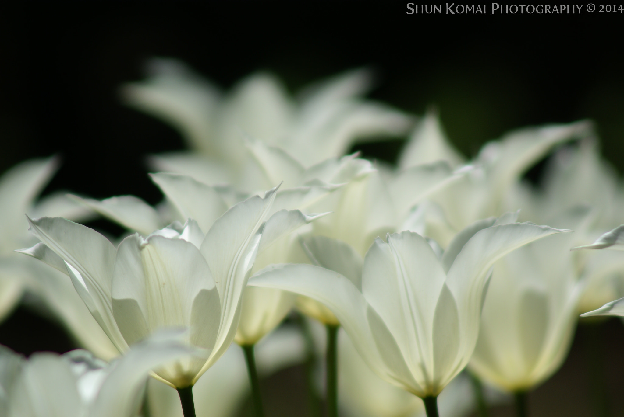Sony Alpha DSLR-A100 + Minolta AF 100-300mm F4.5-5.6 sample photo. Tulip called sapporo photography