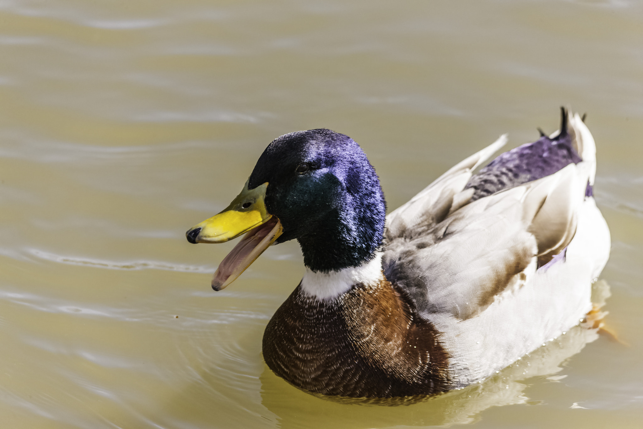 Sigma 150-500mm F5-6.3 DG OS HSM sample photo. Duck photography
