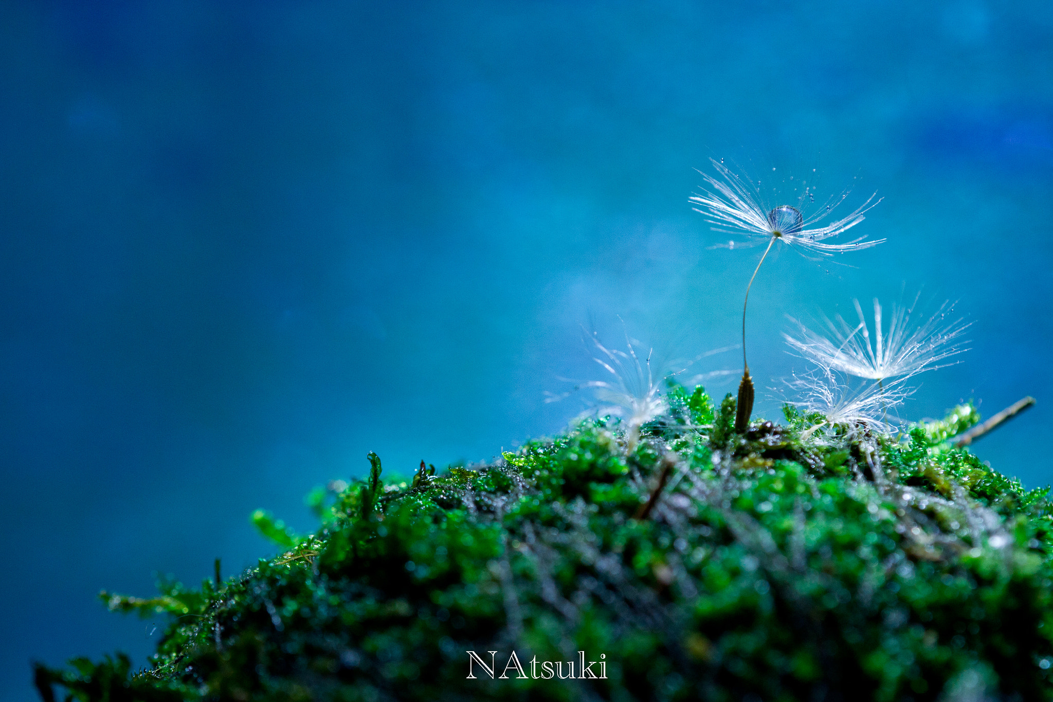 Tamron SP AF 180mm F3.5 Di LD (IF) Macro sample photo. Blue photography